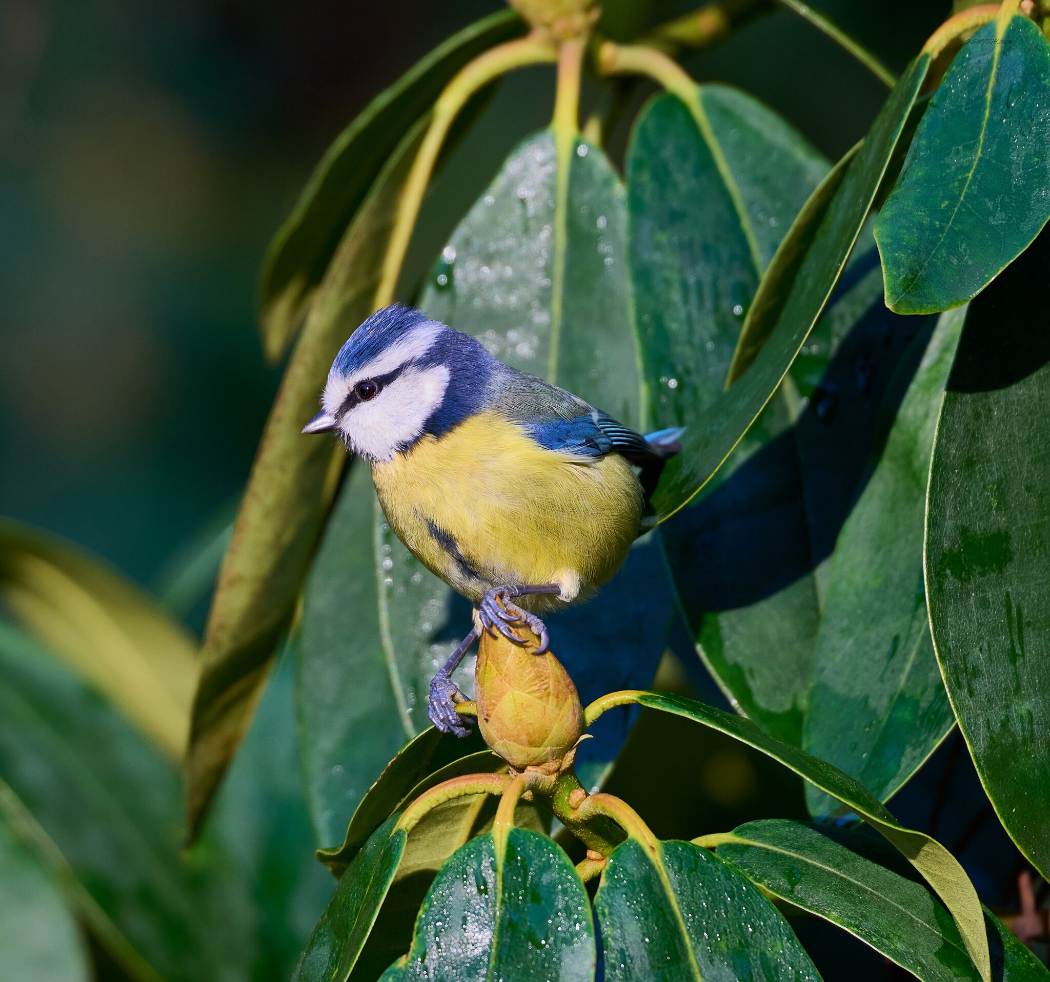 bluetit 2024 18.jpg