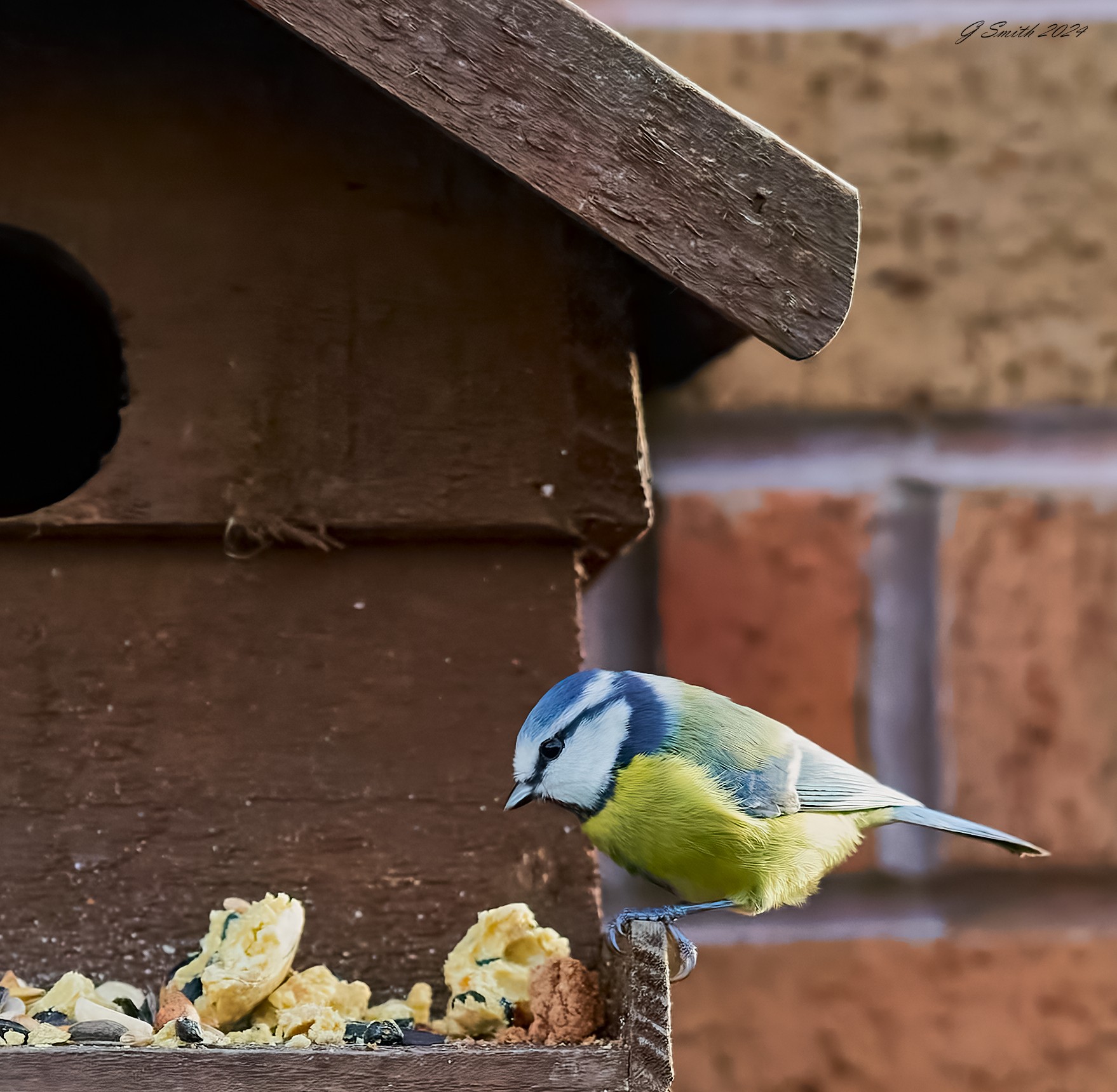 bluetit 2024 2.jpg