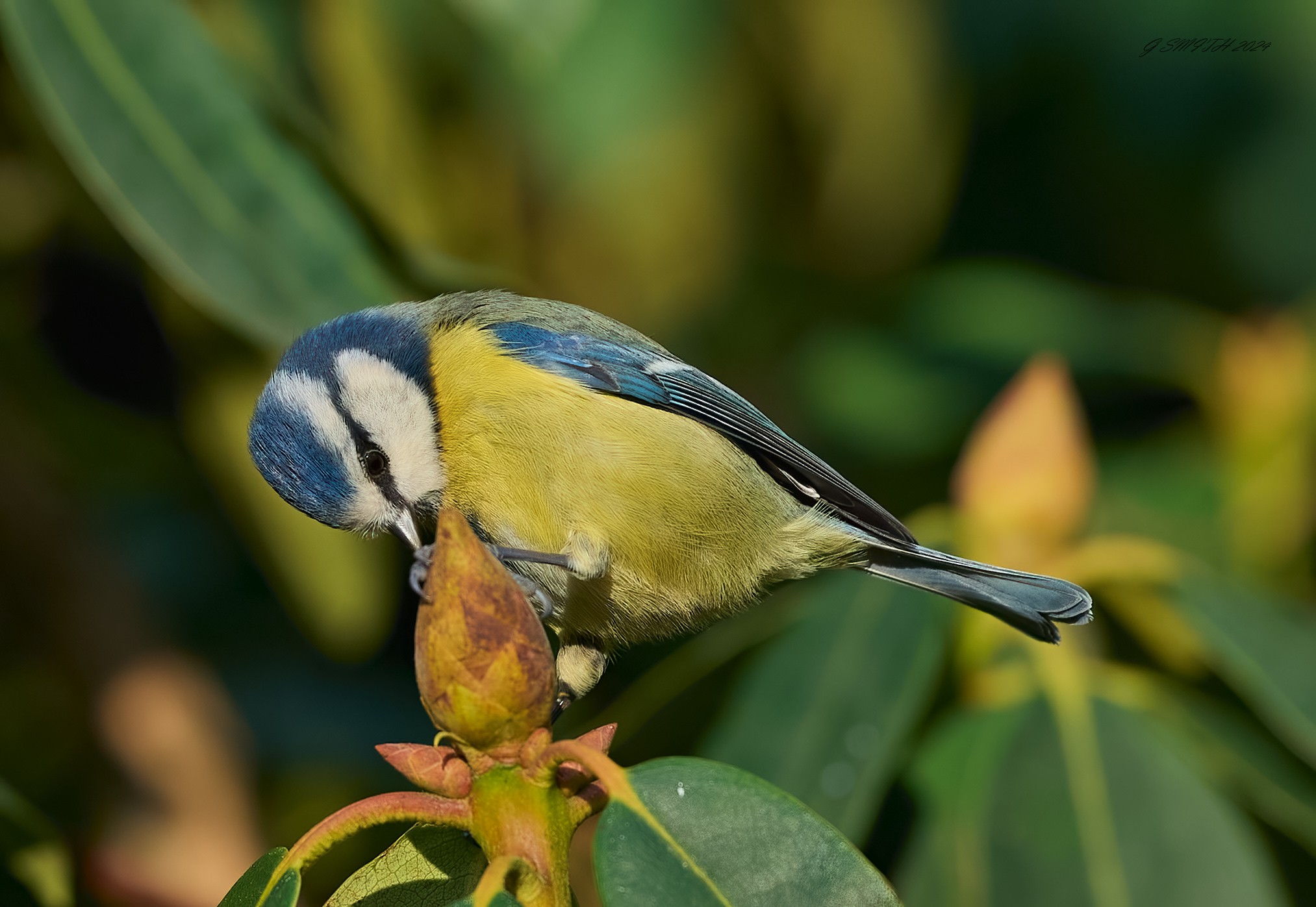 bluetit 2024 20.jpg