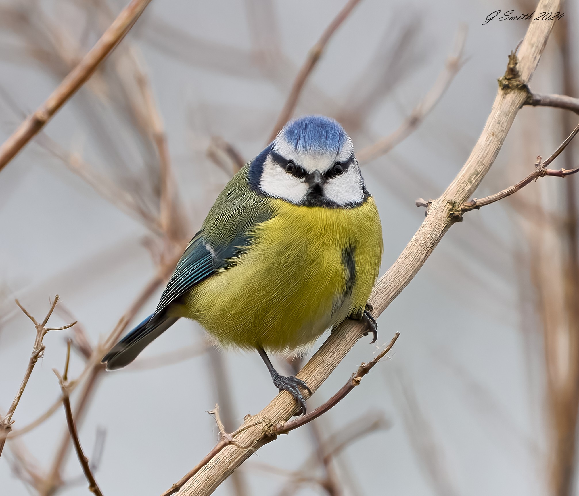 bluetit 2024 4.jpg