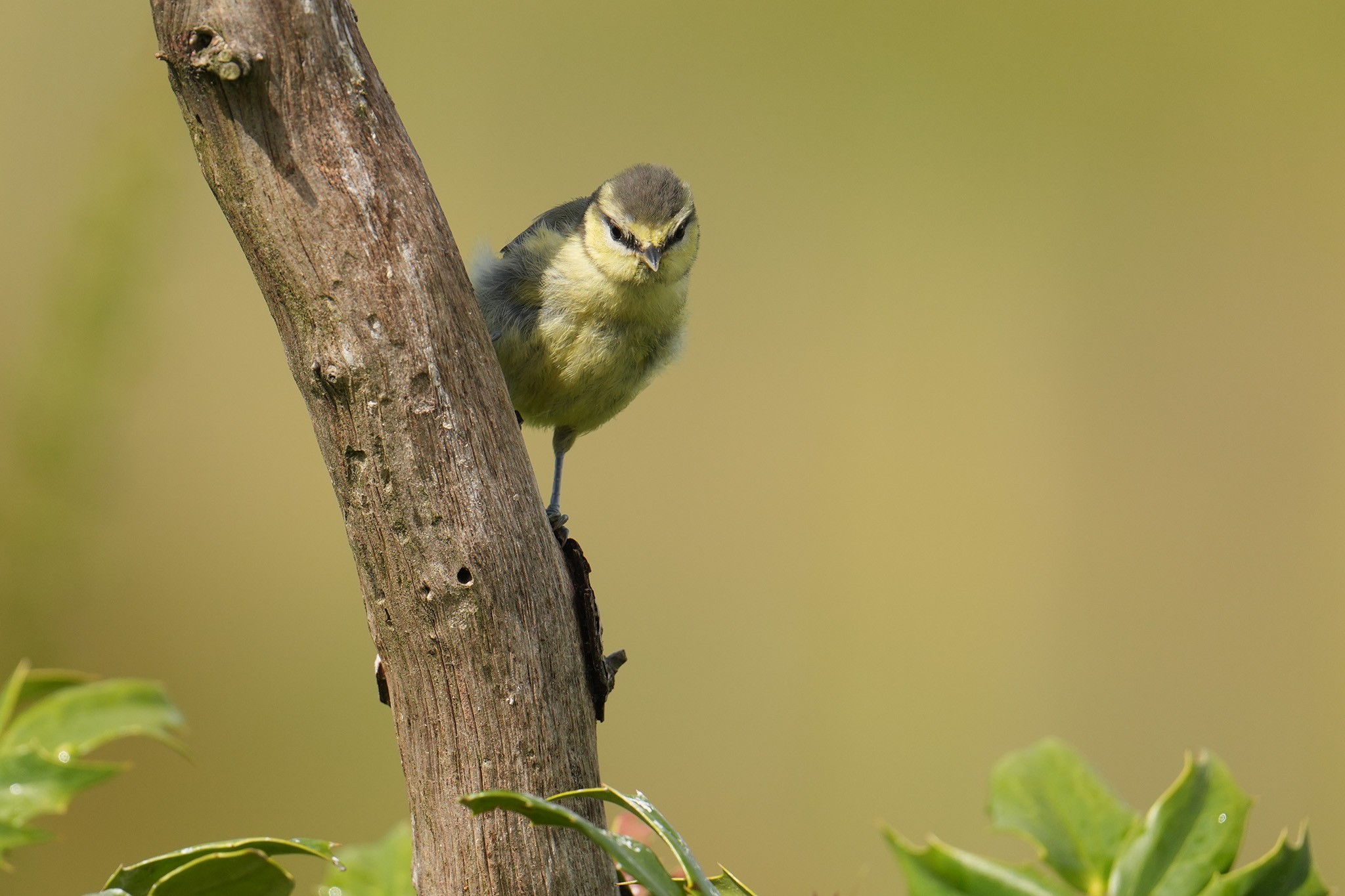 Bluetit-DSC00099-208px.jpg