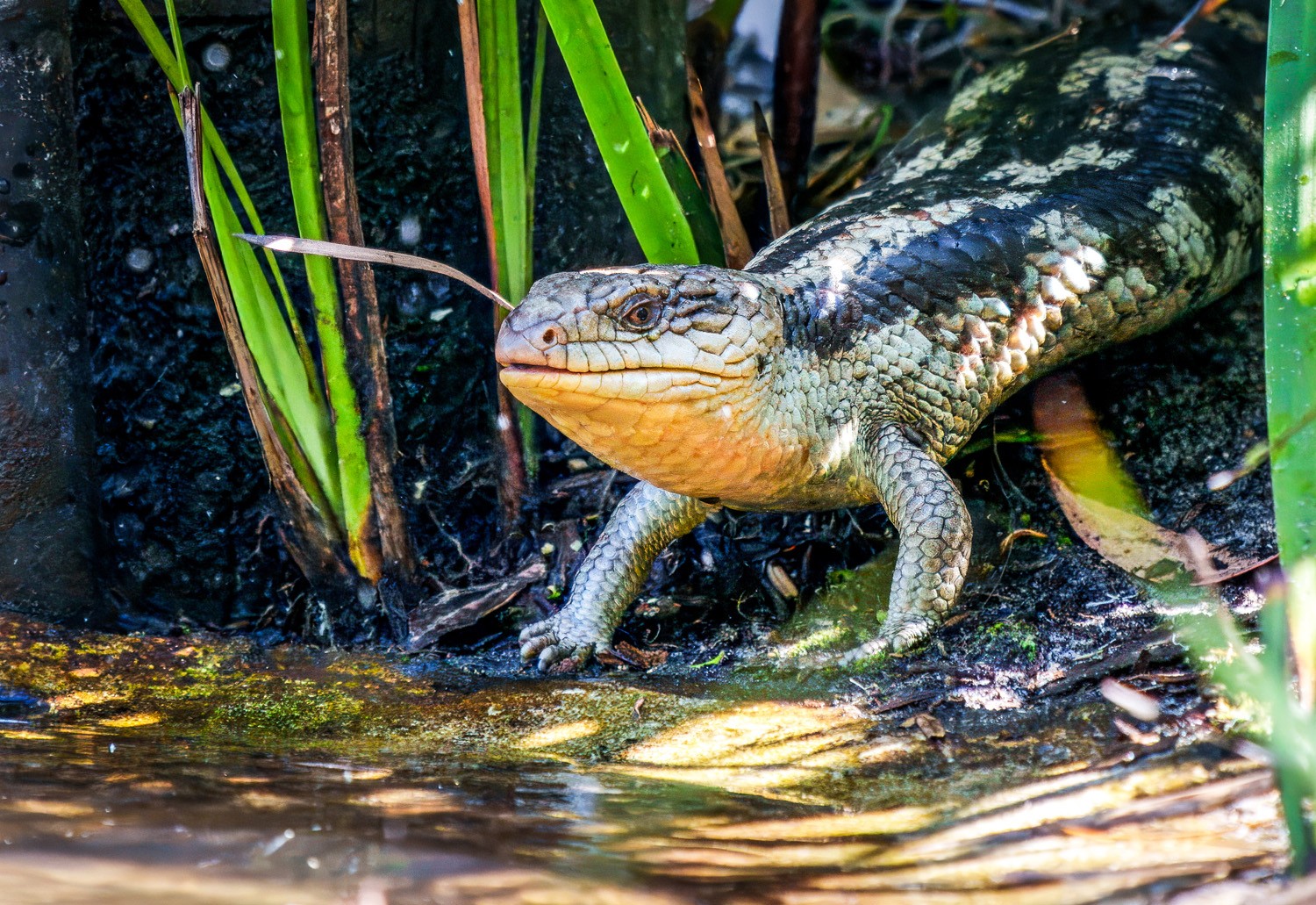 Bluetongue-.jpg