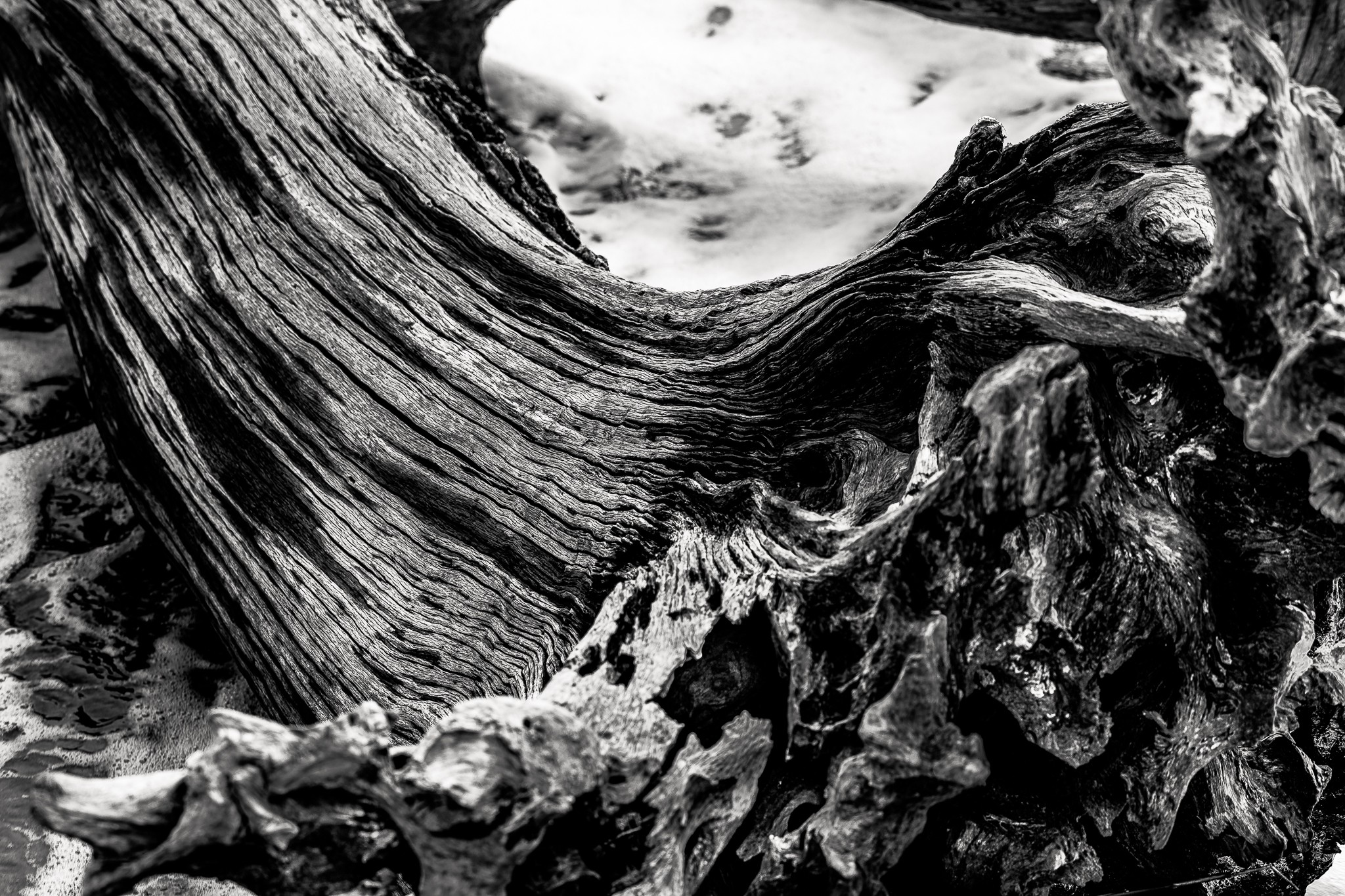 Boneyard Beach Driftwood-1.jpg