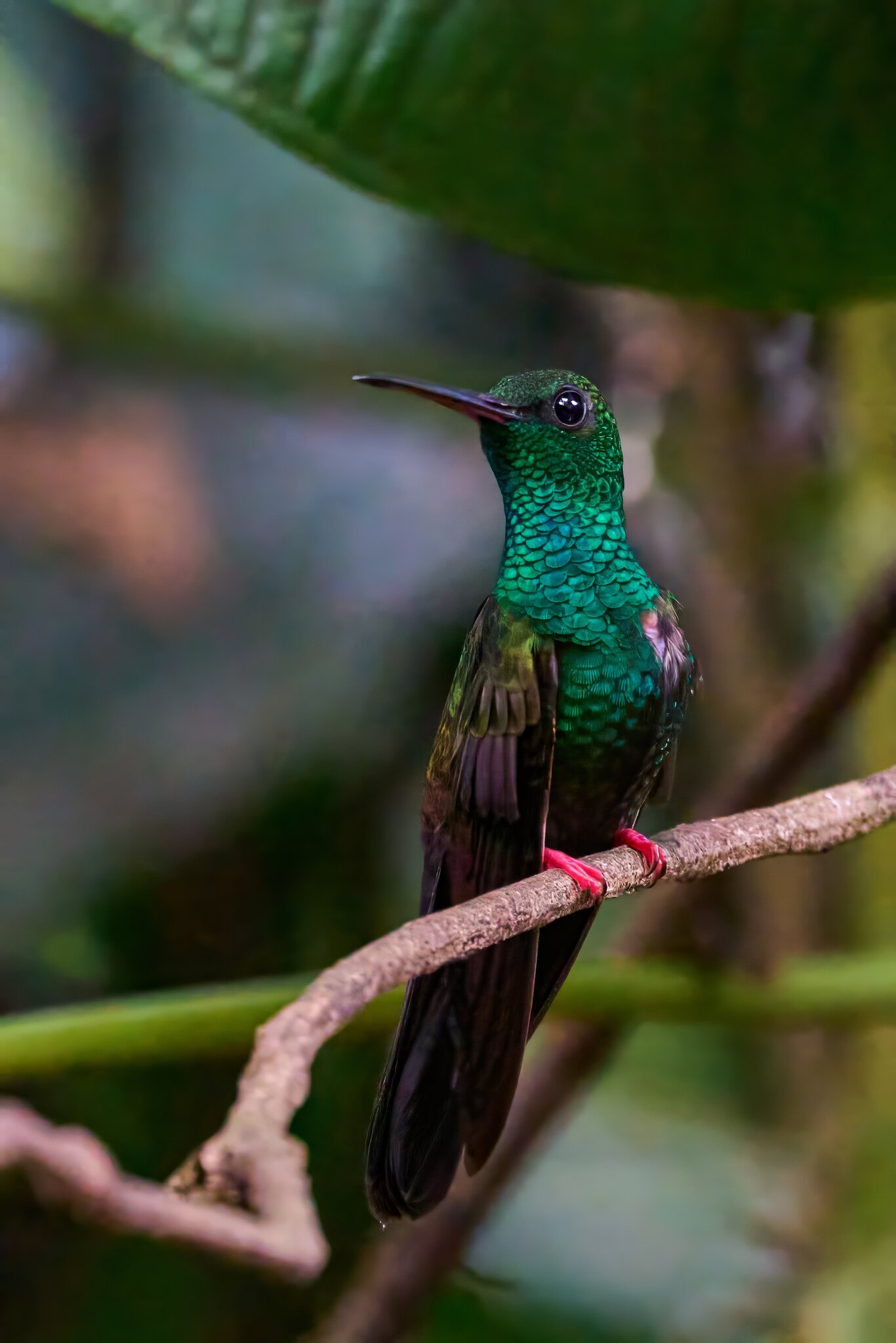 Bronze-Tailed Plumeleteer - Costa Rica - 03032024 - 02- DN.jpg