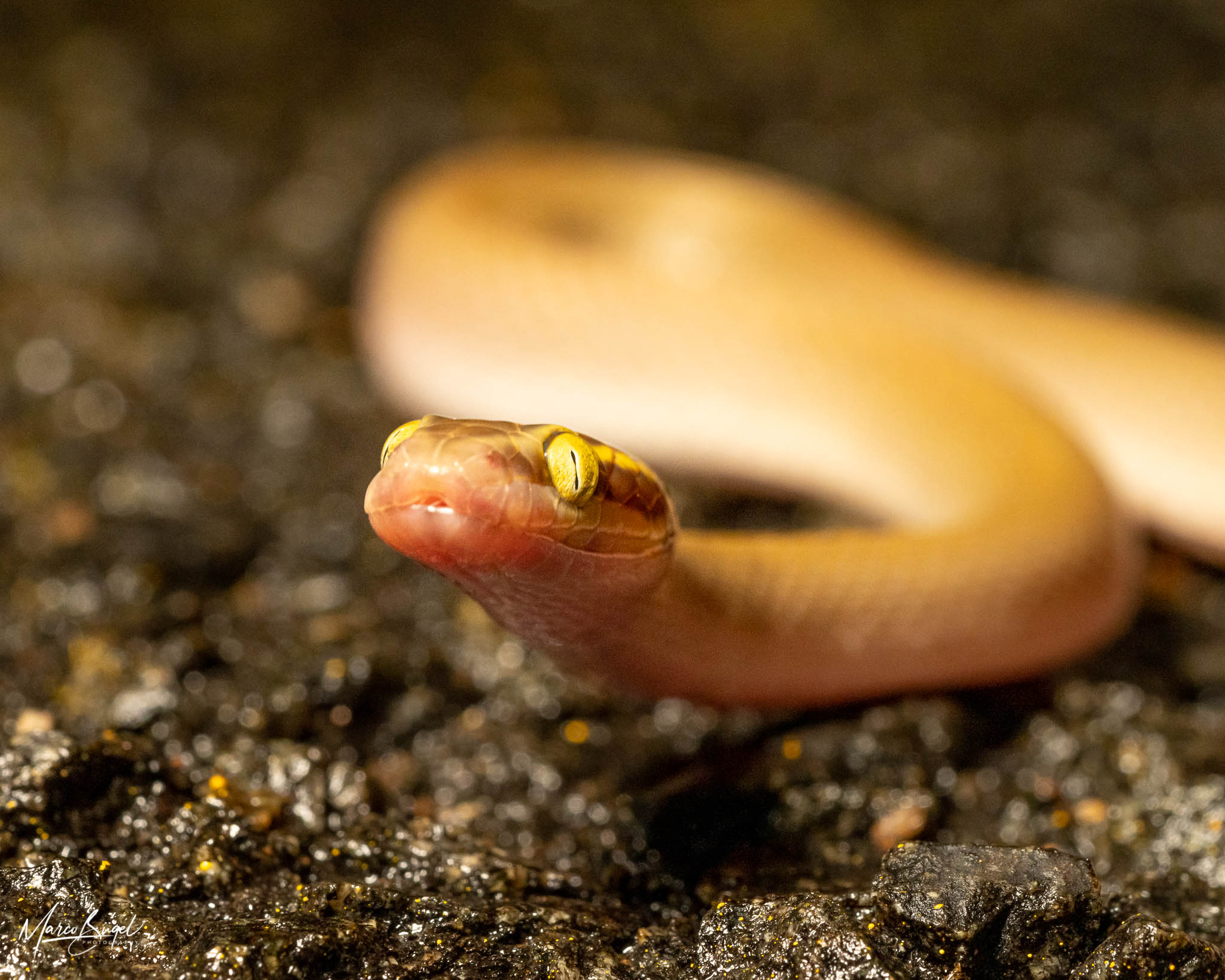 Brown House Snake (Aus)-4.jpg