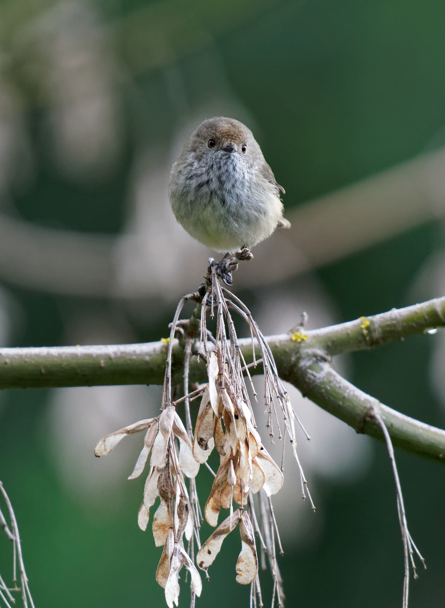 Brown Thornbill q (6).jpg