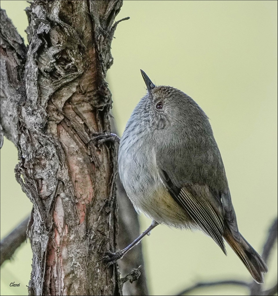 Brown Thornbill r.jpg