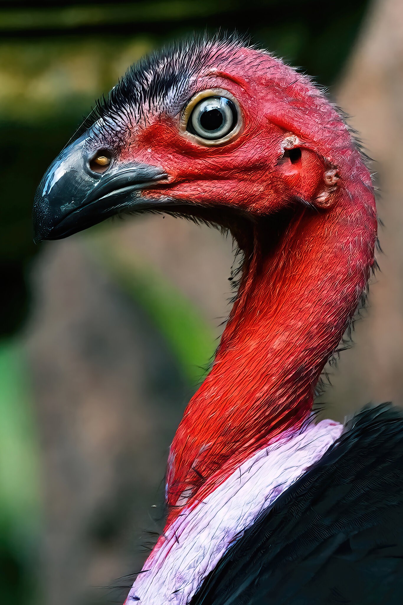 Brush Turkey Head.jpeg