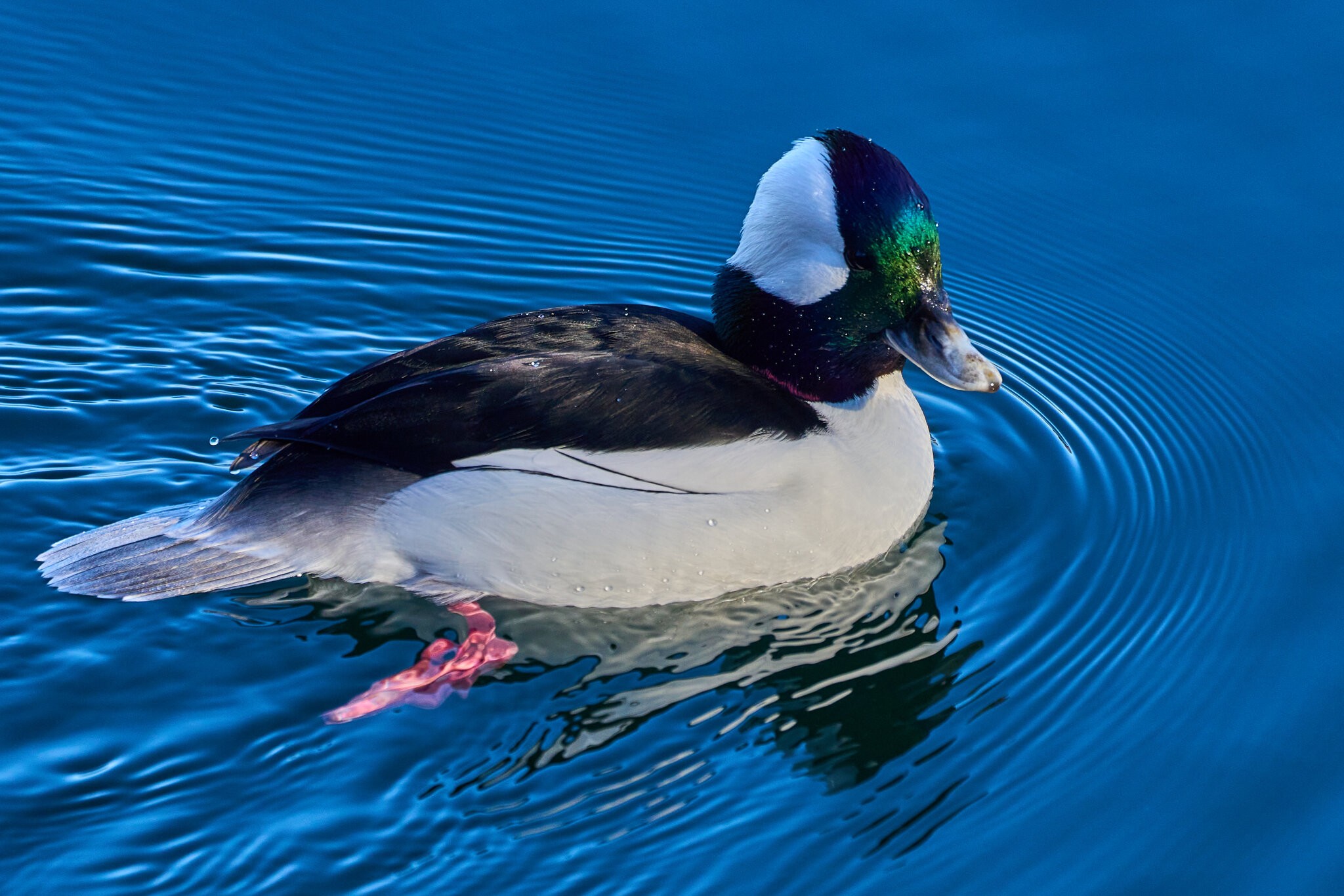 Bufflehead - NYC - 12282022 - 01.jpg