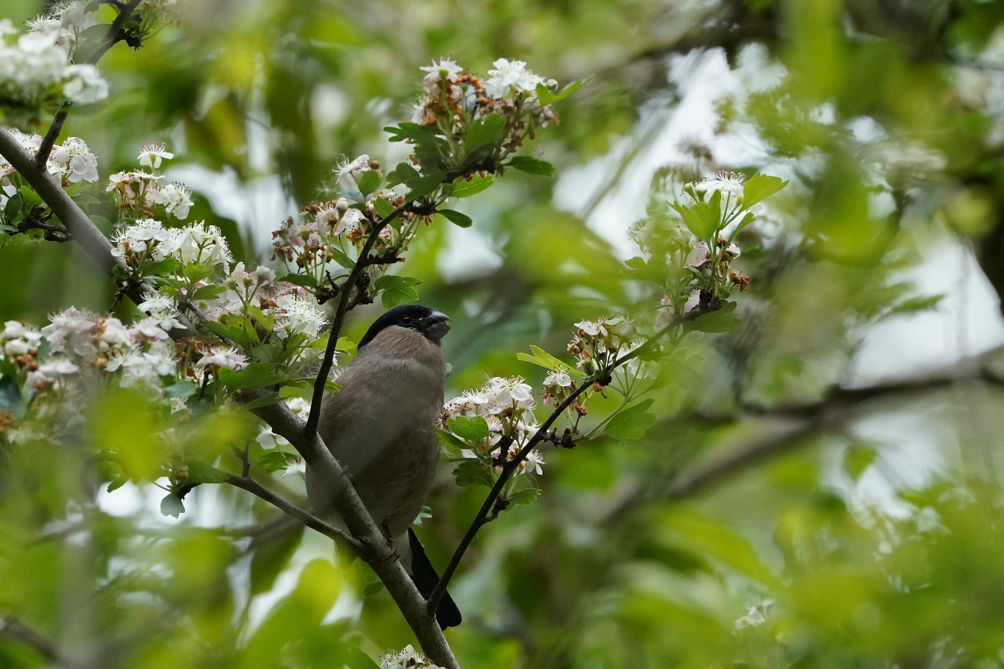 Bullfinch female