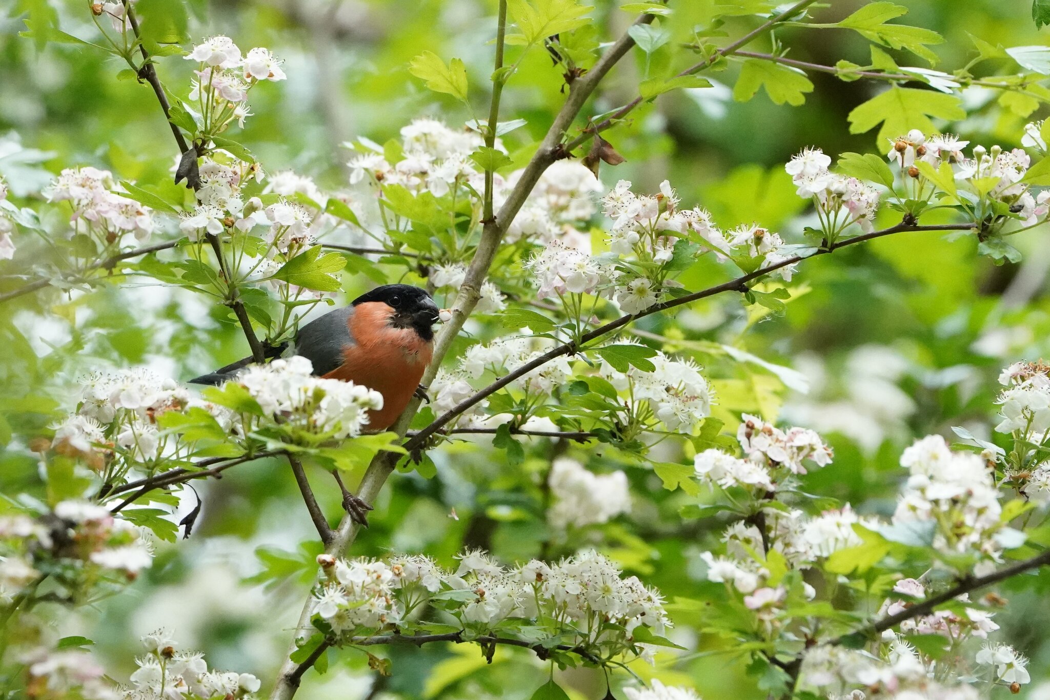 Bullfinch male