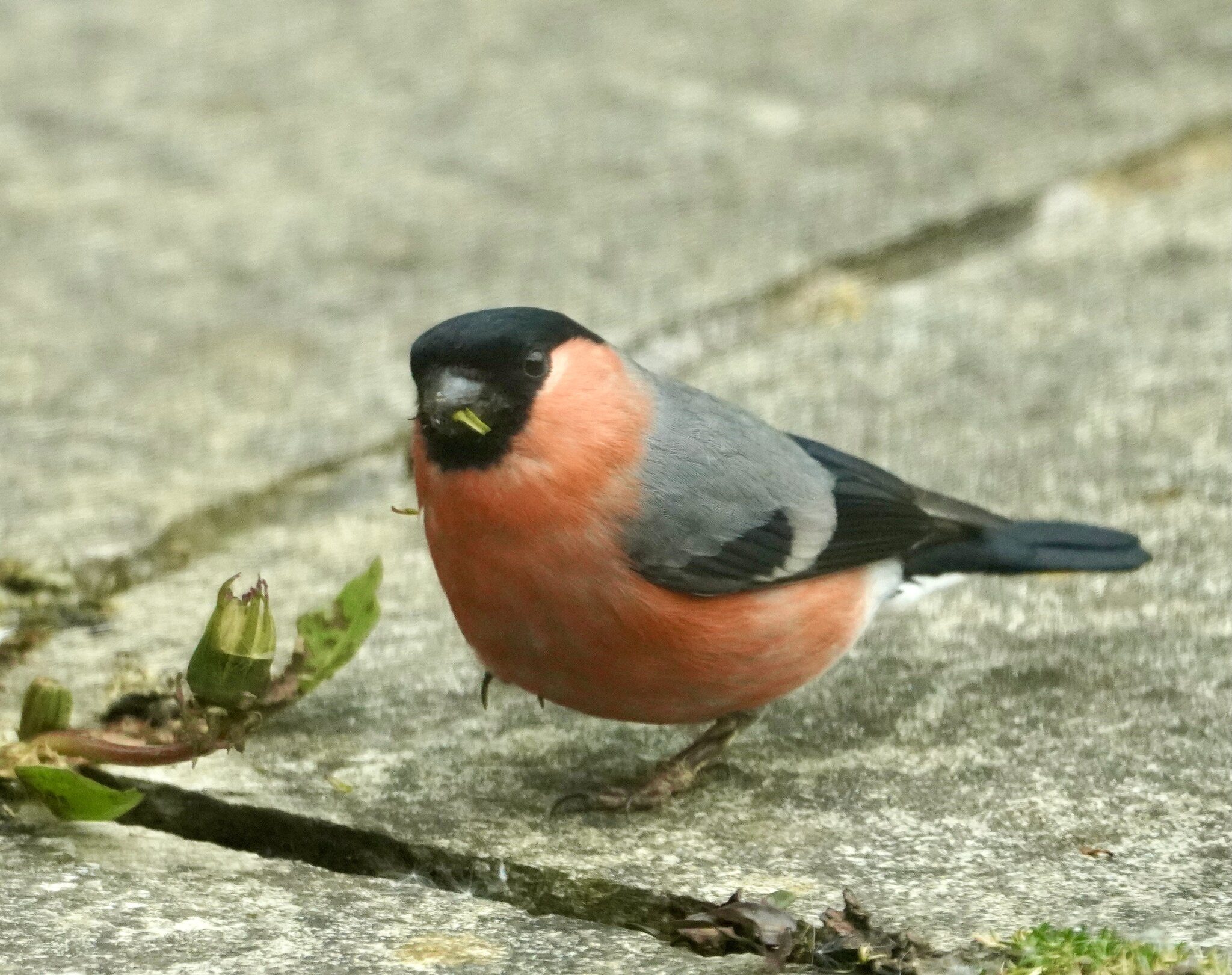 Bullfinch