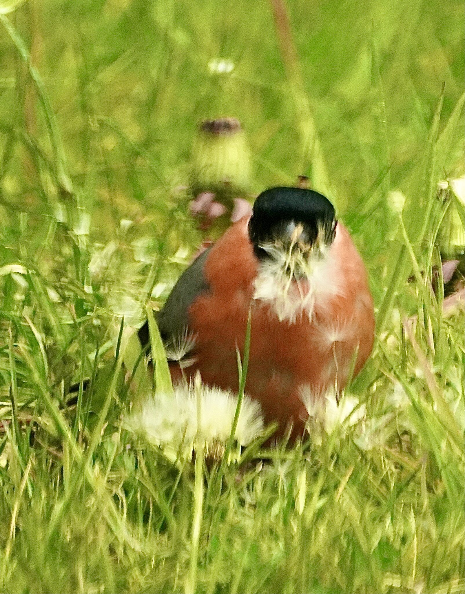 Bullfinch