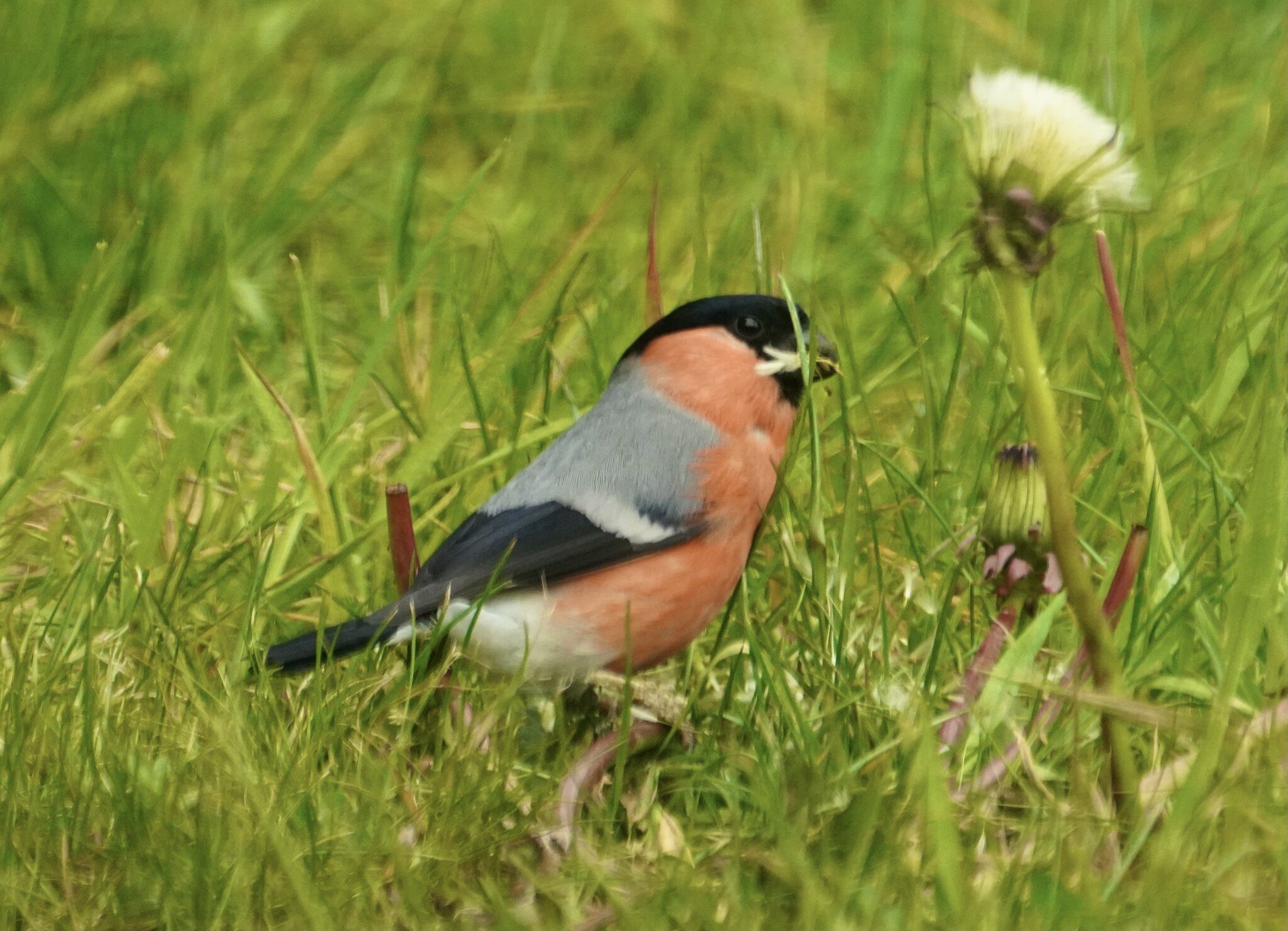 Bullfinch