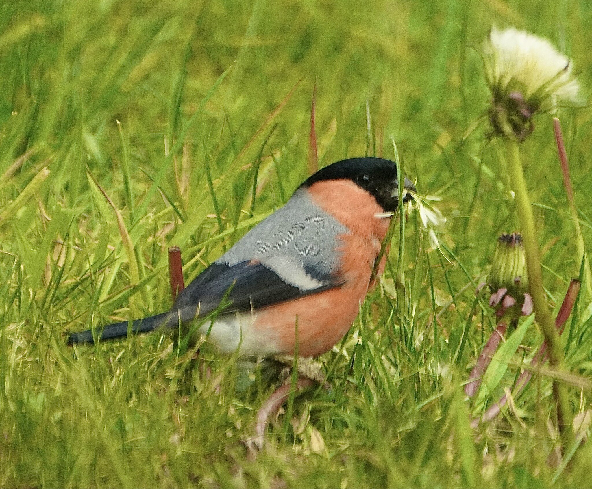 Bullfinch