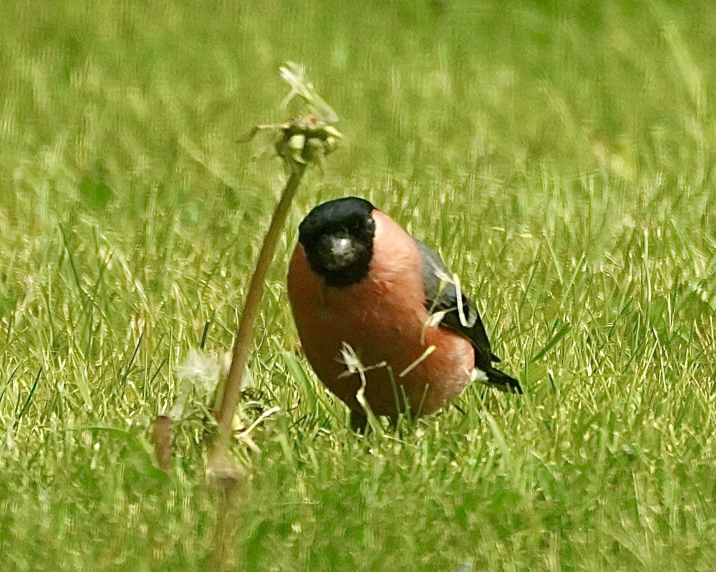 Bullfinch