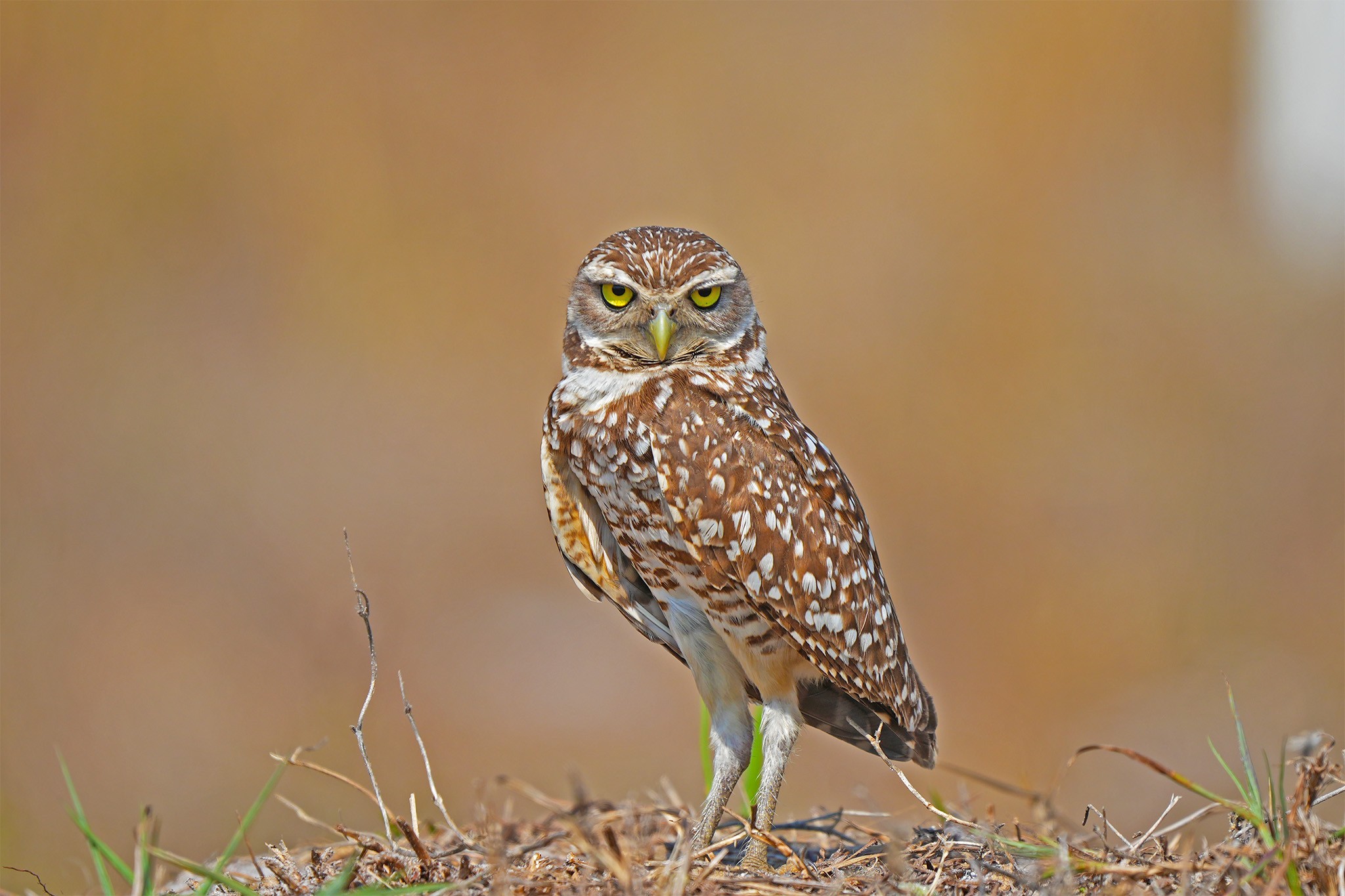 Burrowing Owl.jpg