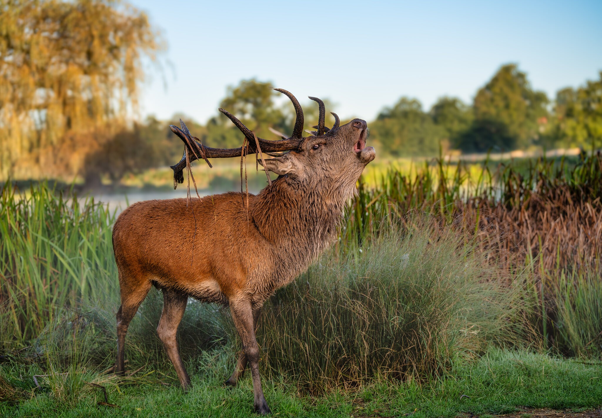 bushy beast (1 of 1)-2.jpg