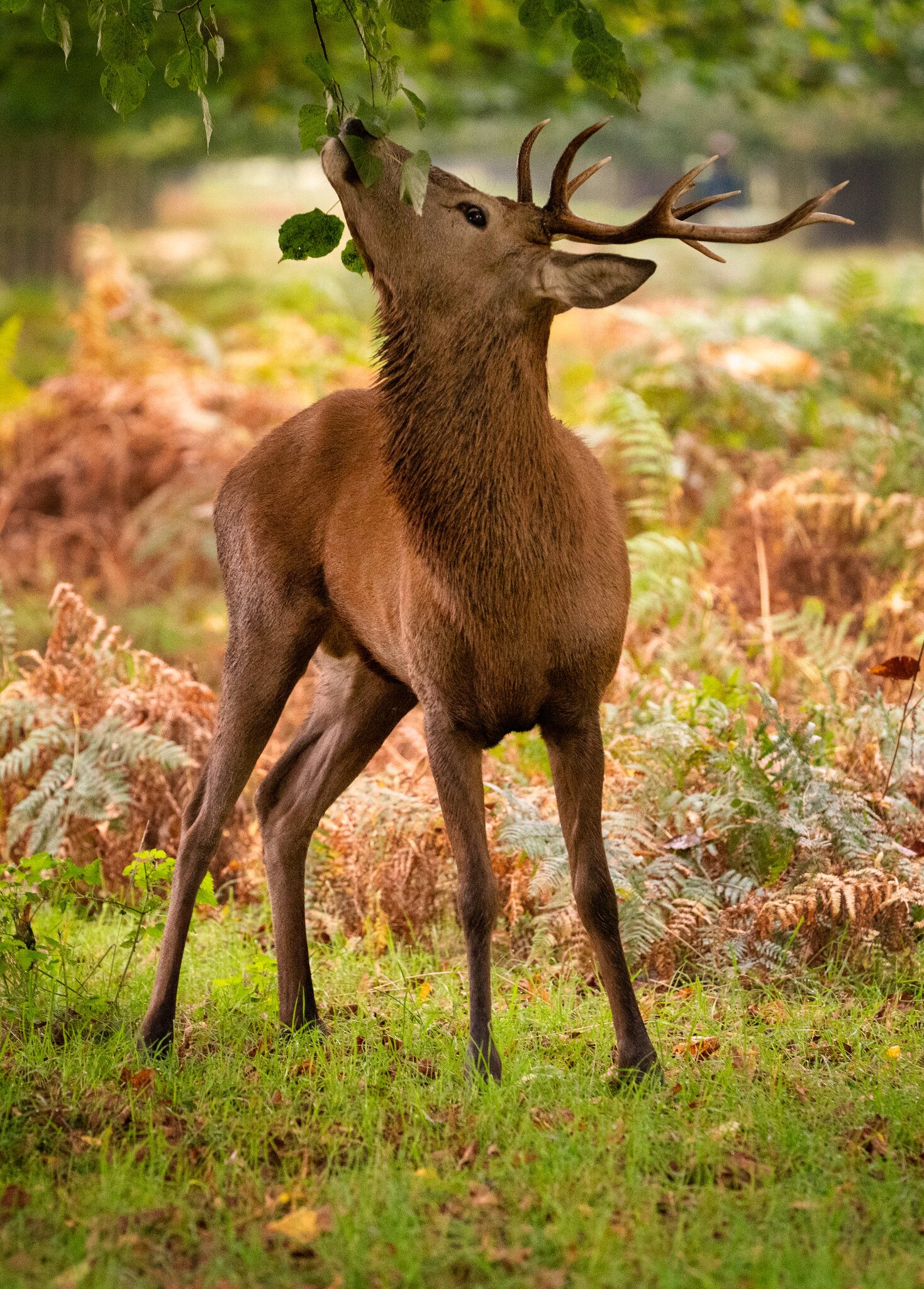 Bushy Park-2.jpg