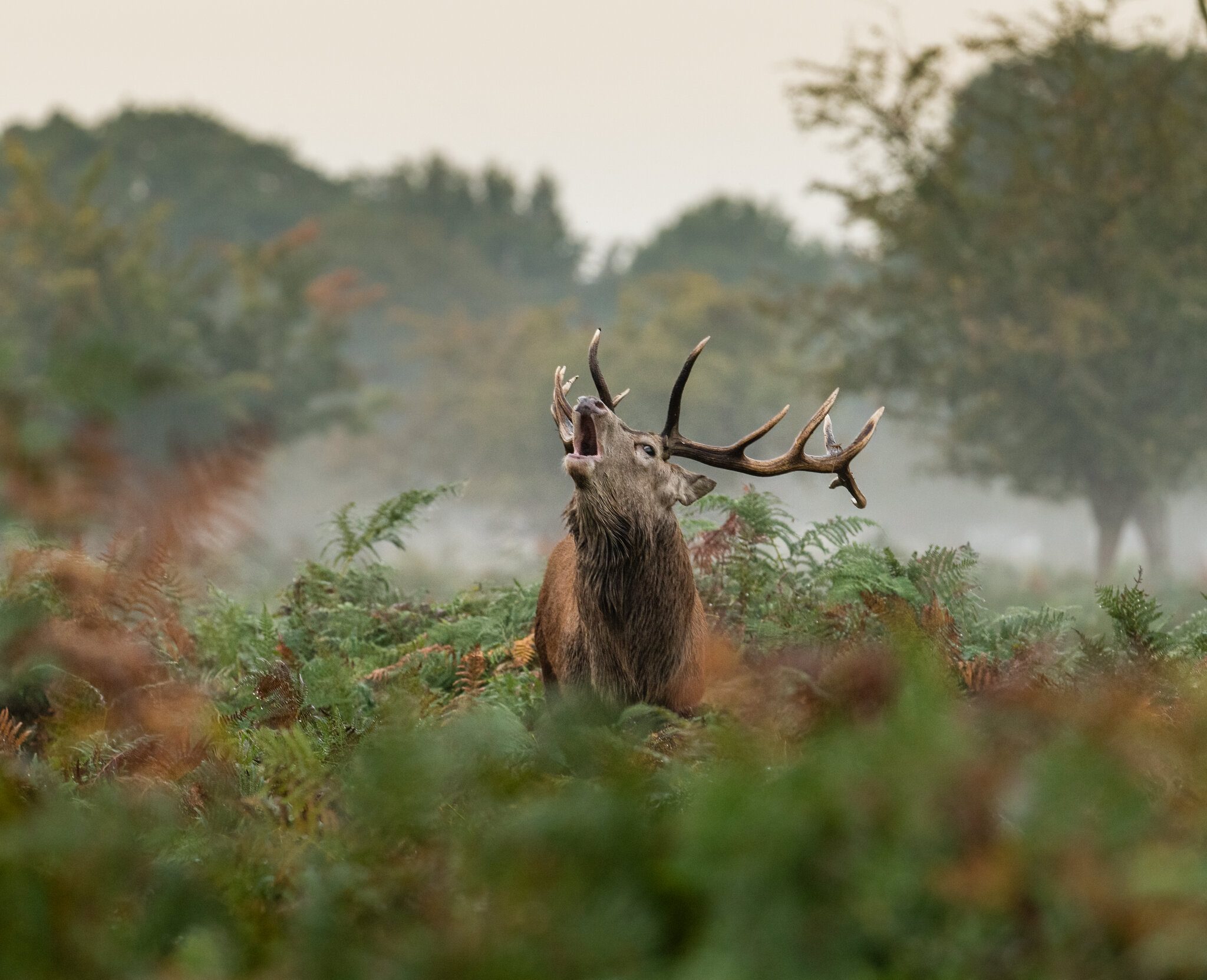 Bushy Park-3.jpg