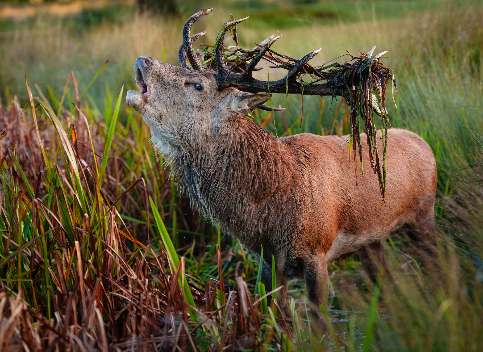 Bushy Park (3 of 3).jpg