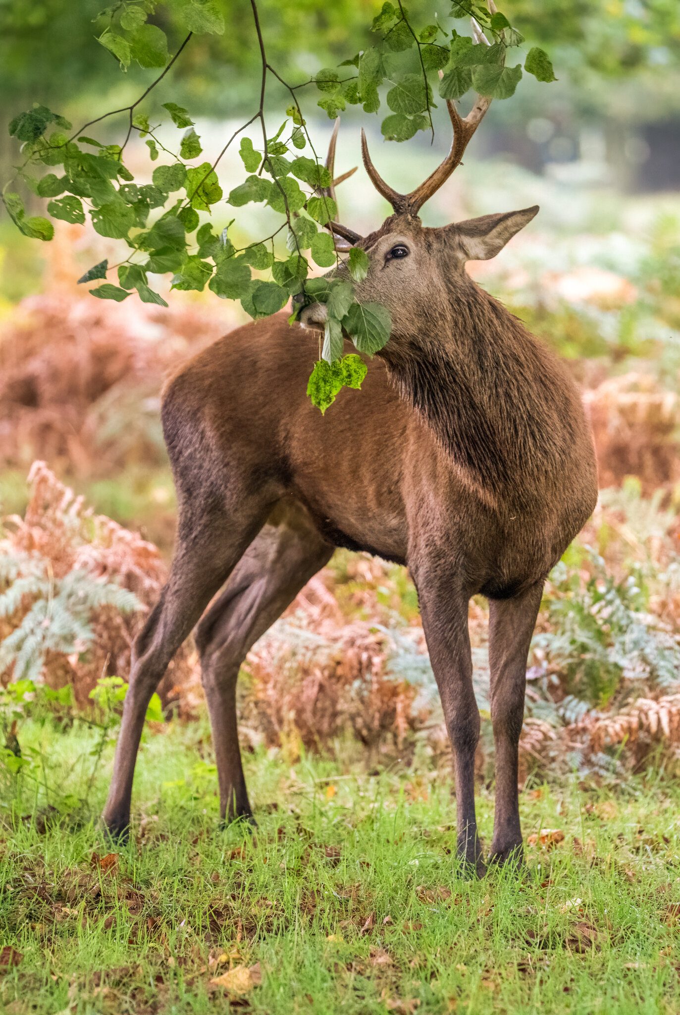 Bushy Park-4.jpg