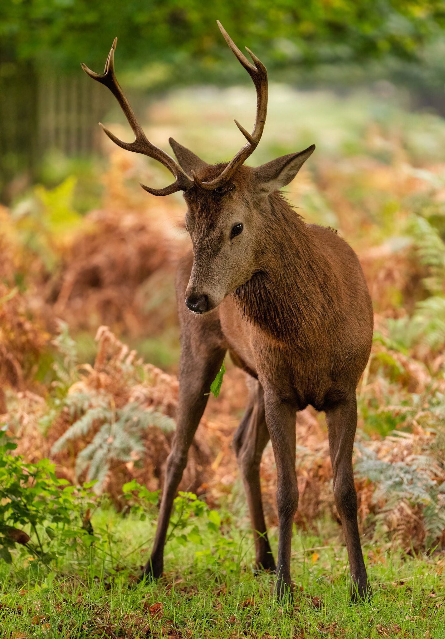 Bushy Park-5.jpg