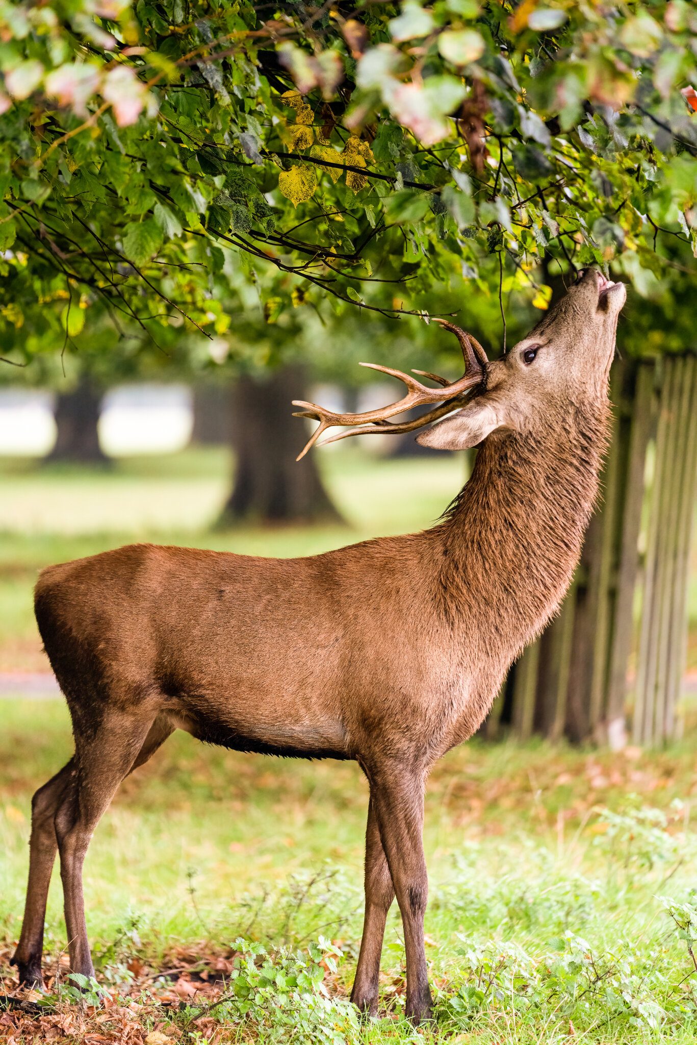 Bushy Park-6.jpg