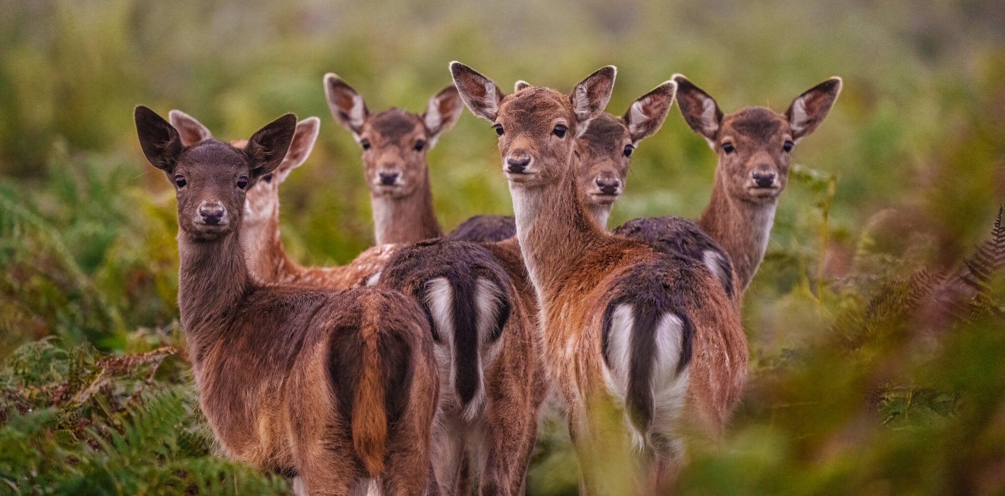 Bushy Park-9.jpg