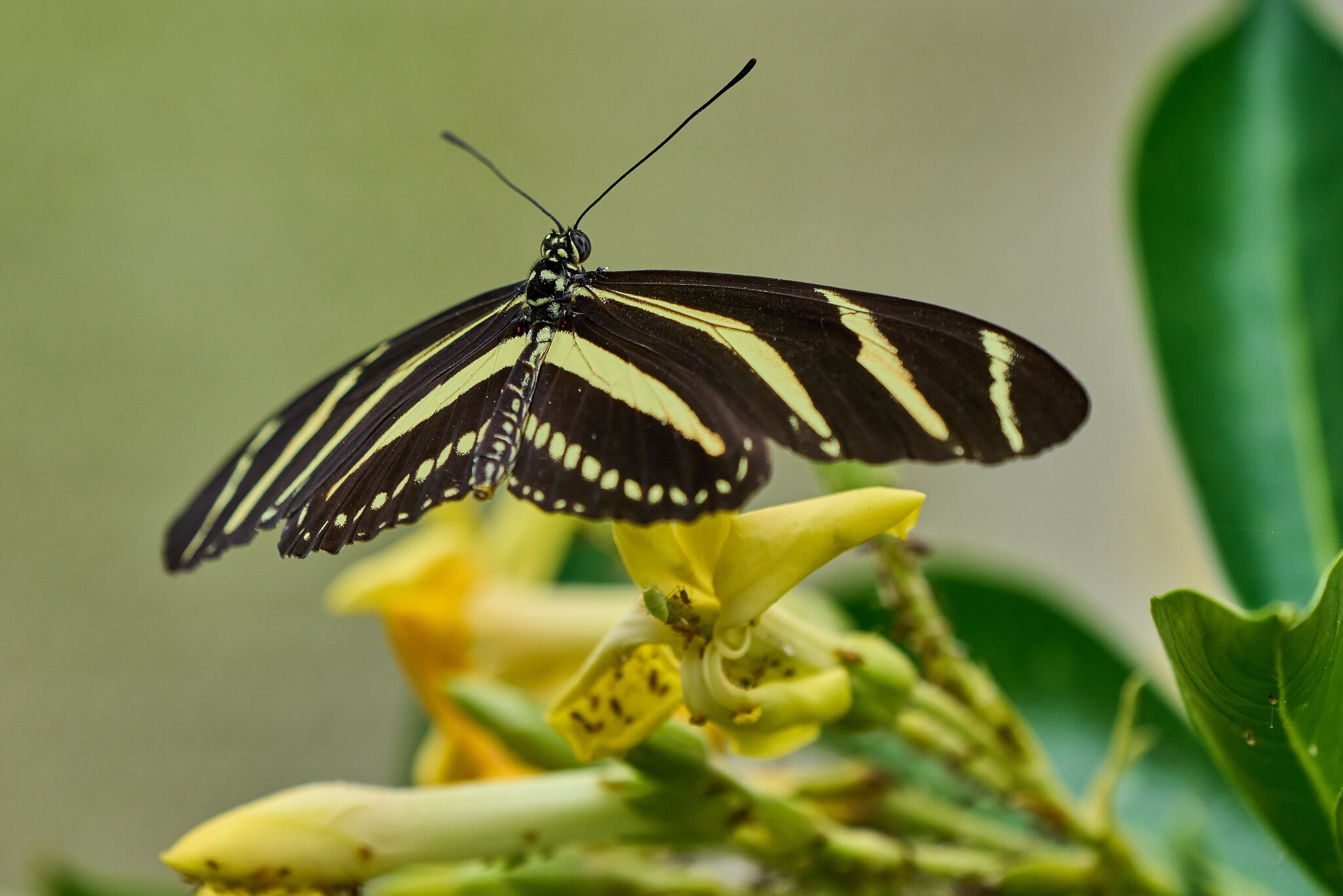 Butterfly -South Coast Botanical Gardens - 05162024 - 01- DN.jpg