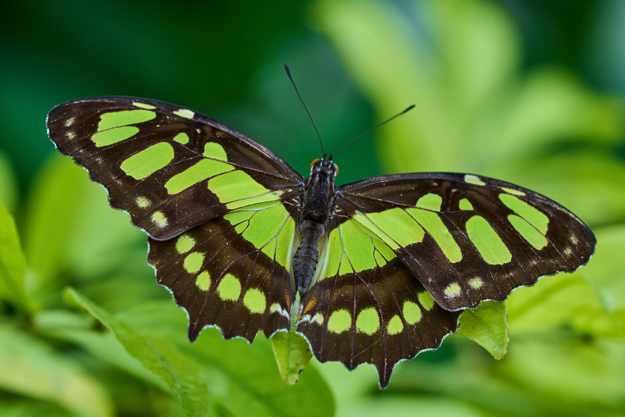 Butterfly -South Coast Botanical Gardens - 05162024 - 04- DN.jpg