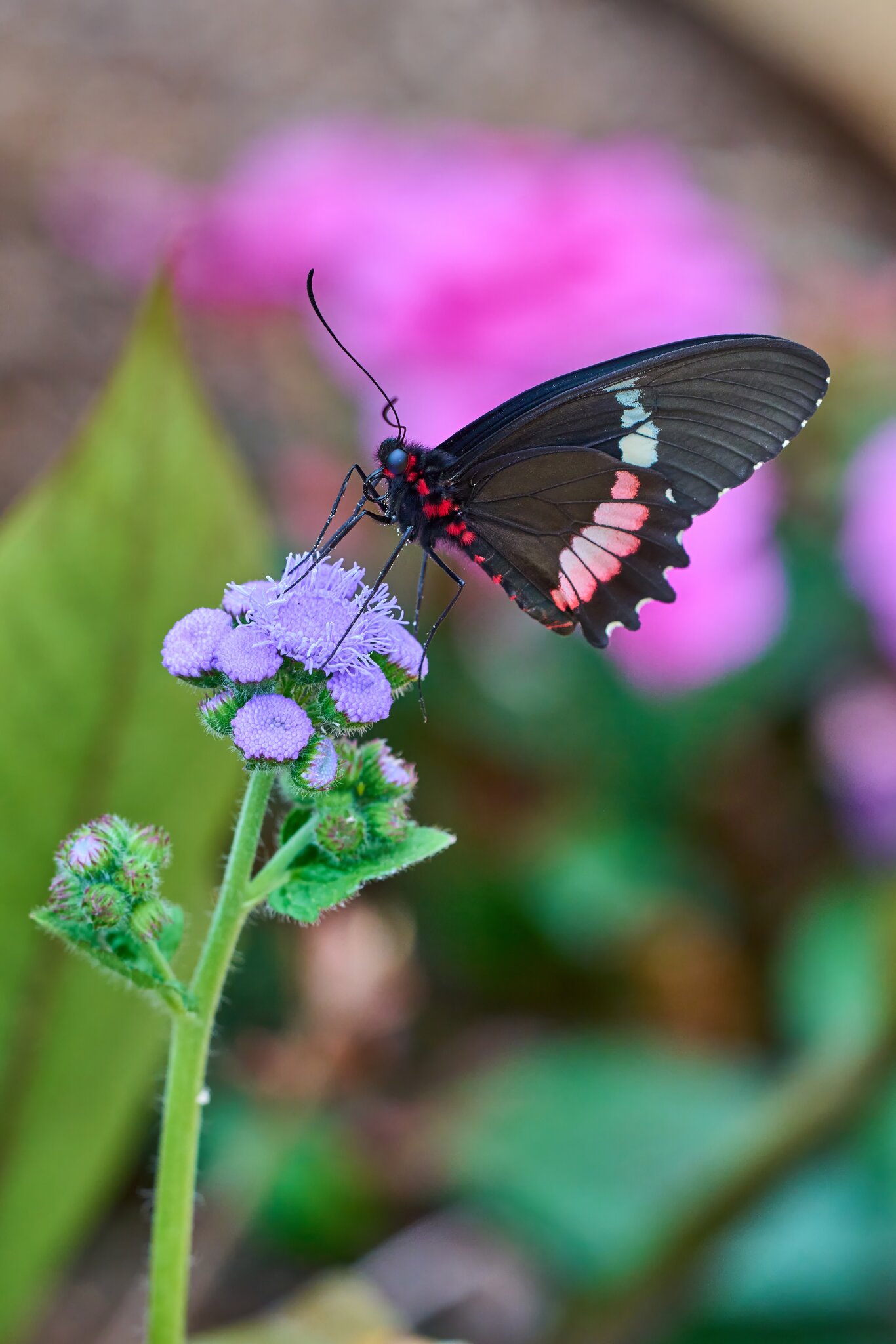 Butterfly -South Coast Botanical Gardens - 05162024 - 13- DN.jpg