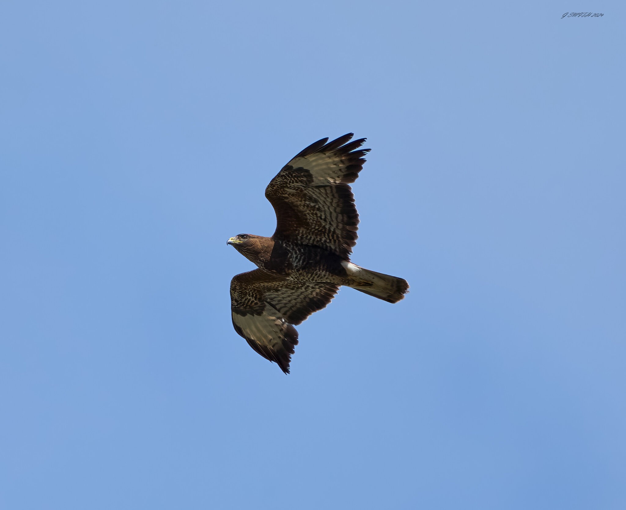 buzzard 2024 23.jpg