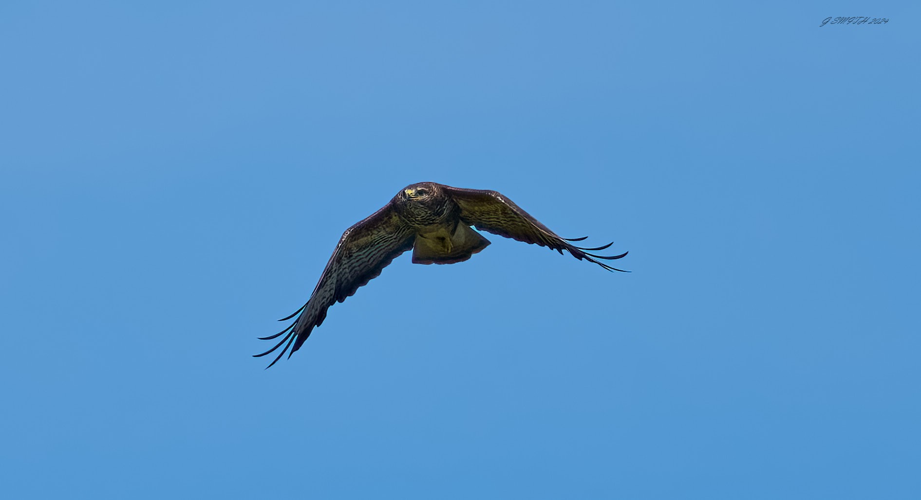 buzzard 2024 26.jpg