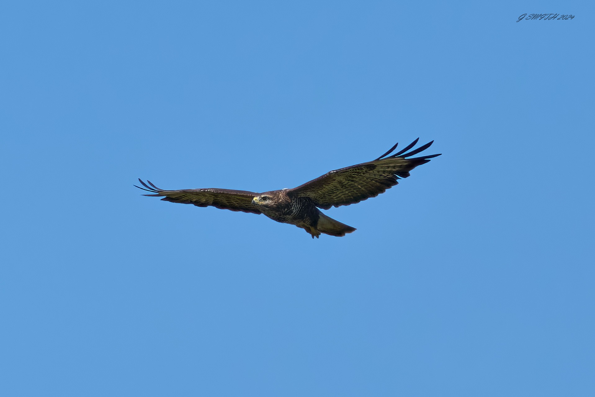 buzzard 2024 32.jpg