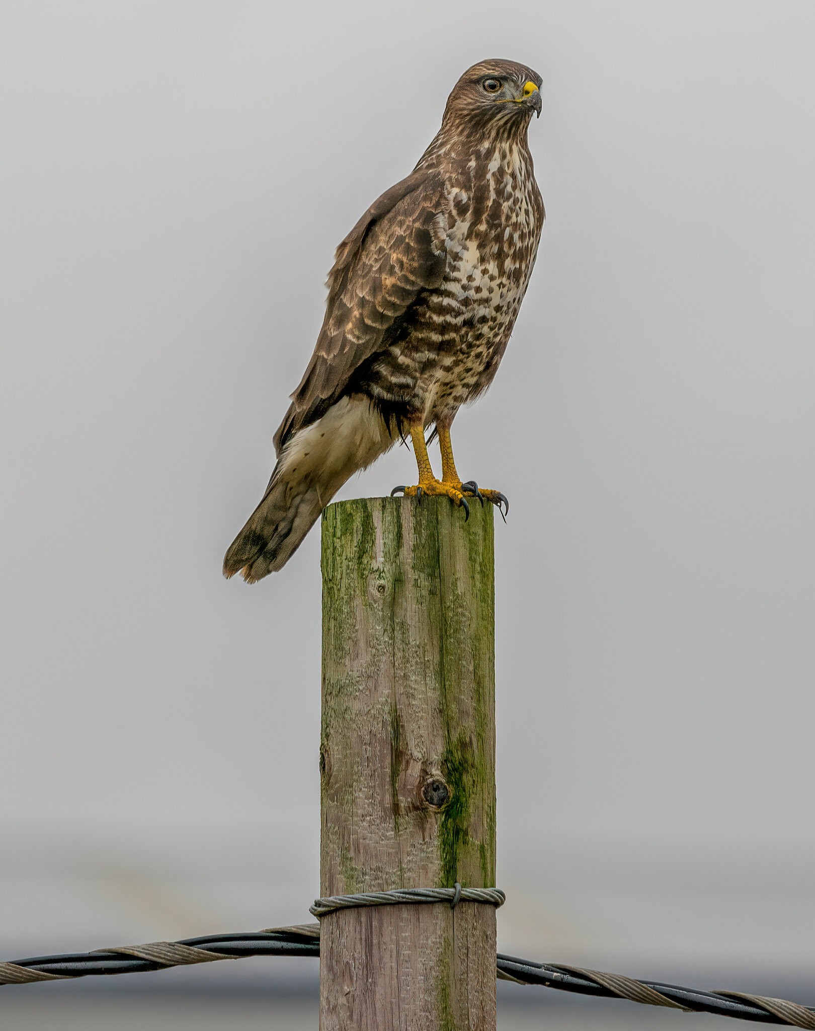 Buzzard @ Prestwick.jpg