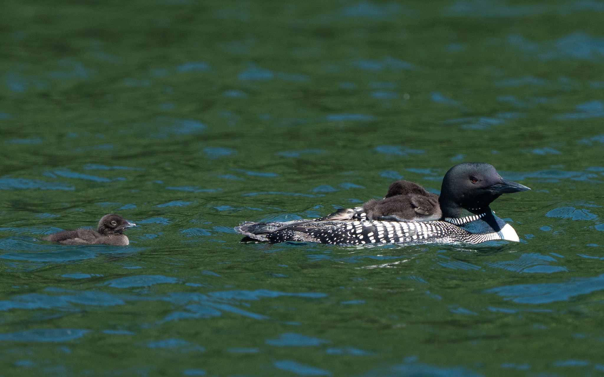 cabin_loons_chicks 20240612 175.jpg