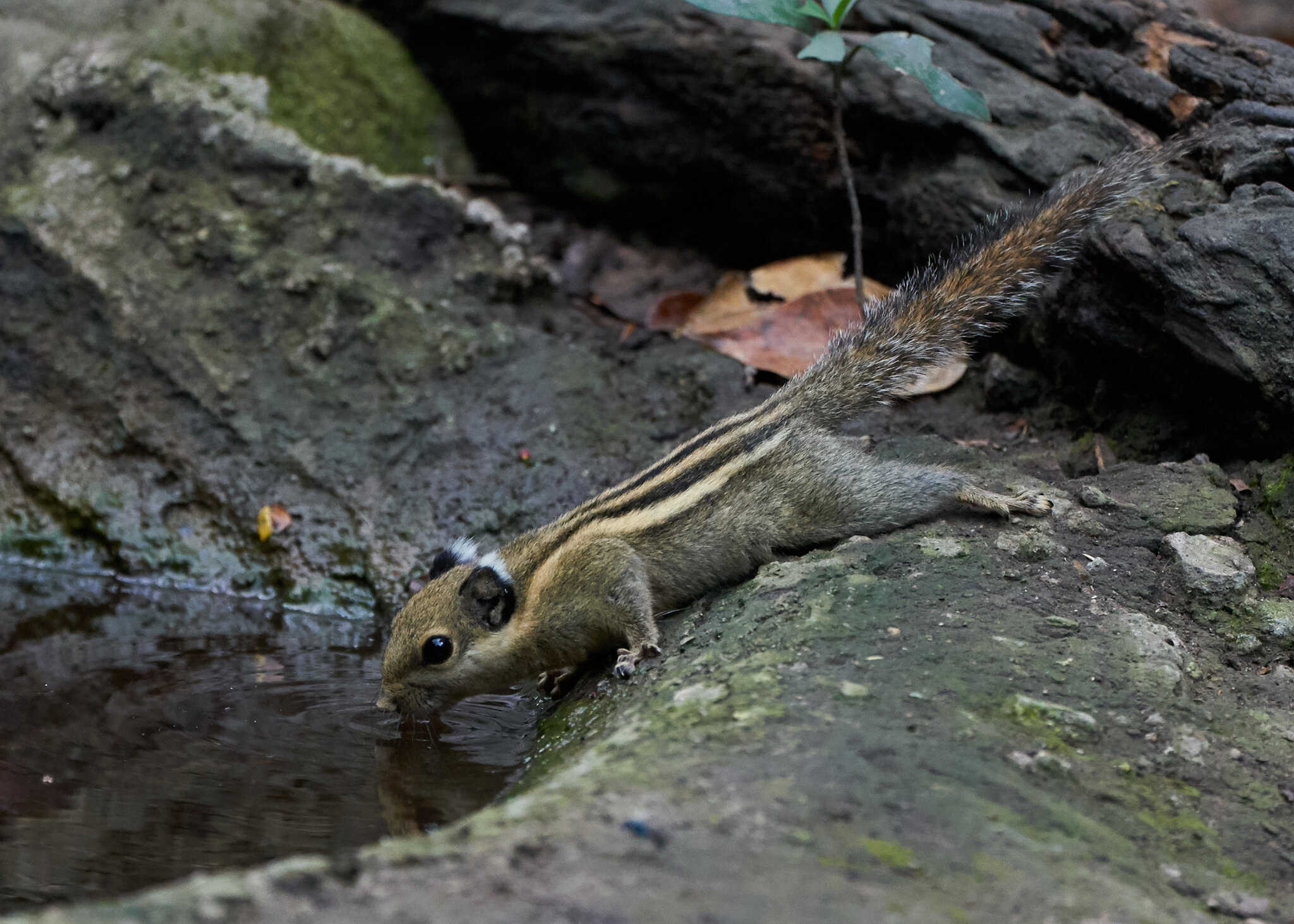 Cambodian Striped Squirrel - - 02252019 - 01.jpg