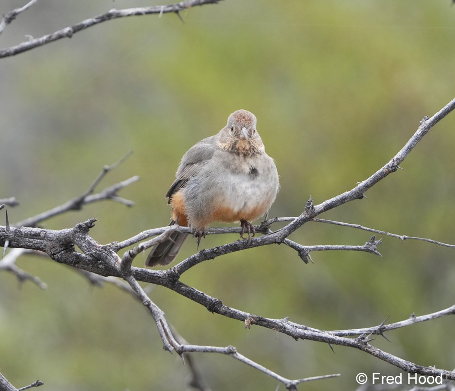 canyon towhee A7r5_430.JPG