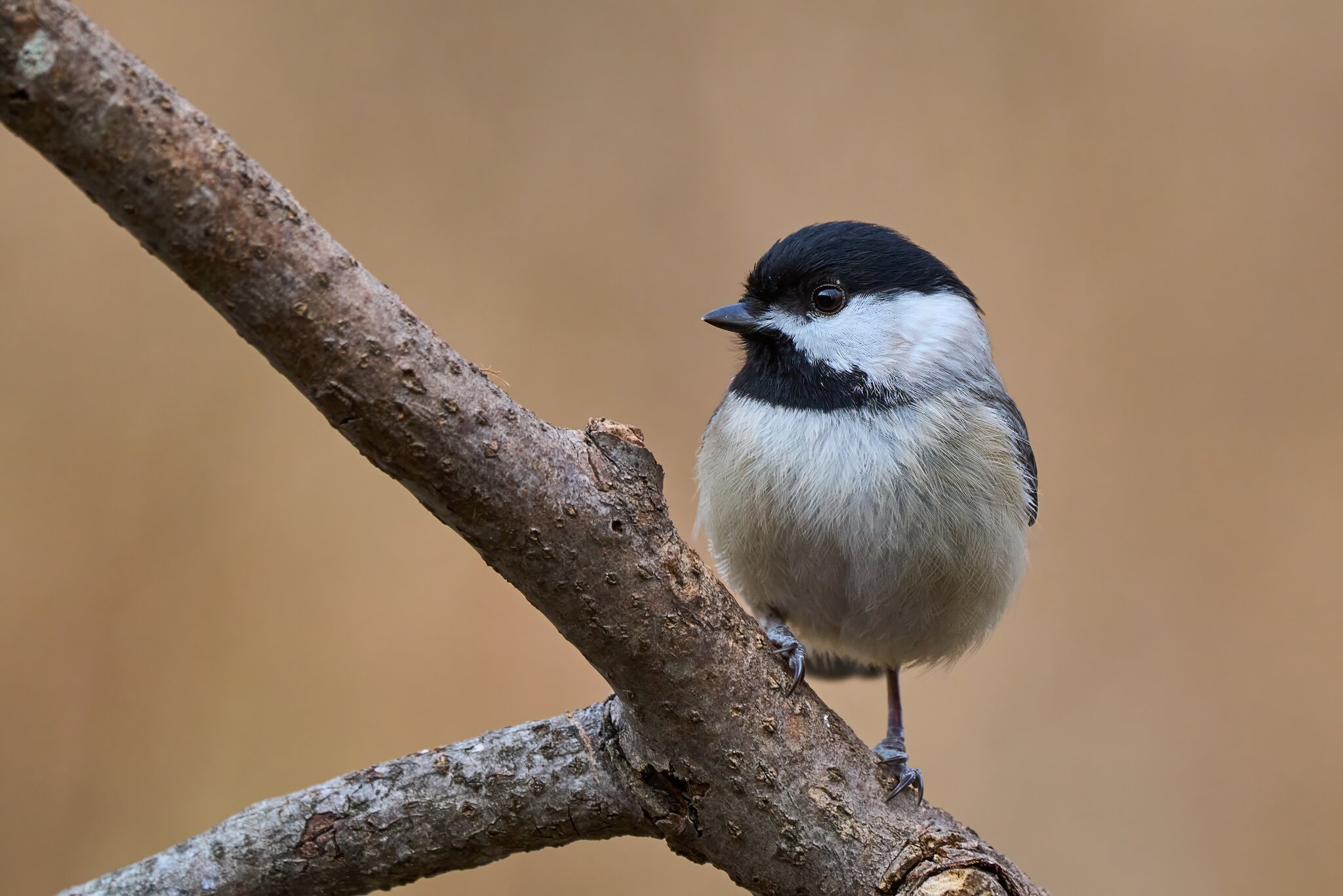 Carolina Chickadee - Ashland - 02022025 - 03 - DN.jpg