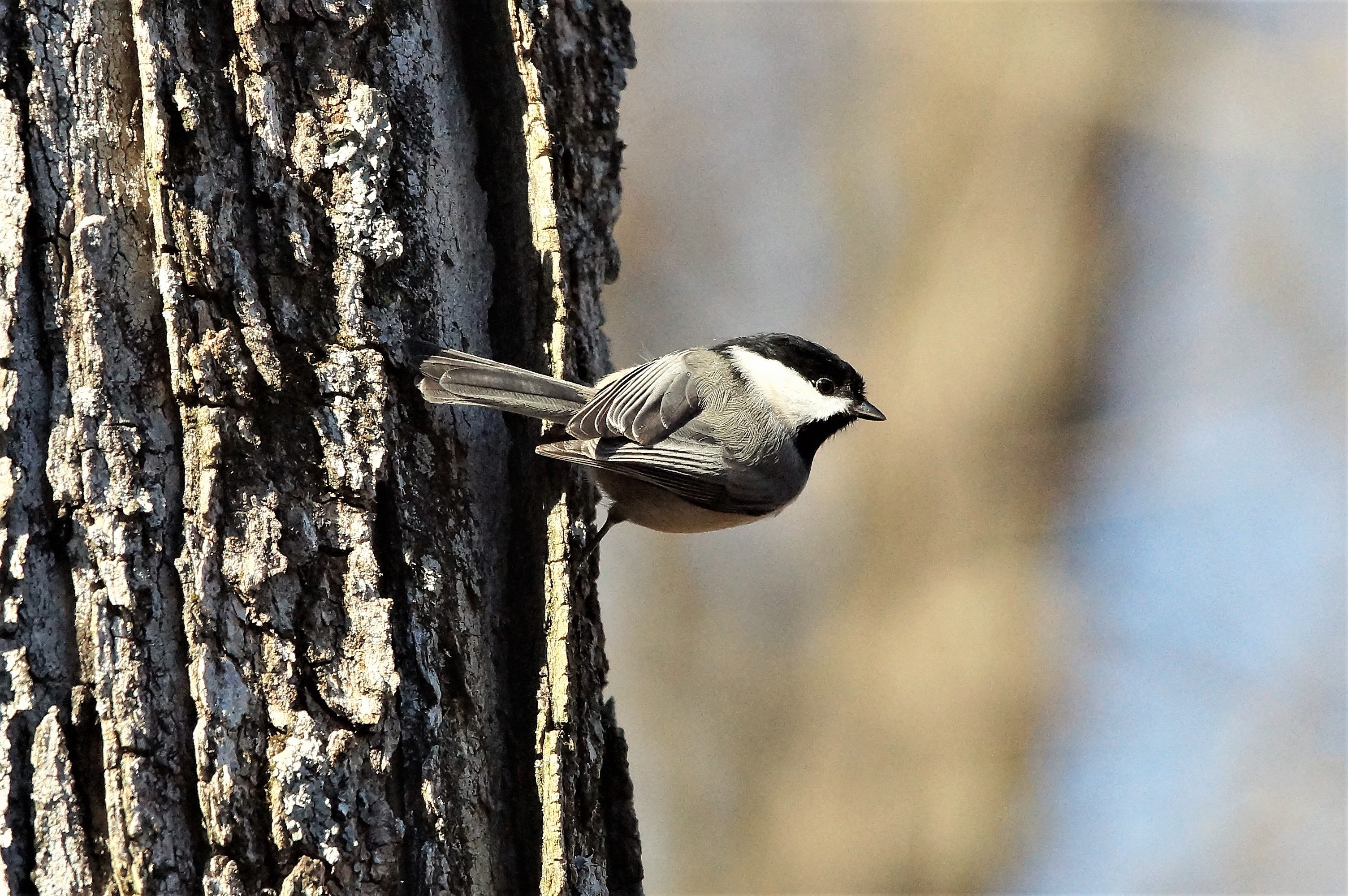 Carolina Chickadee