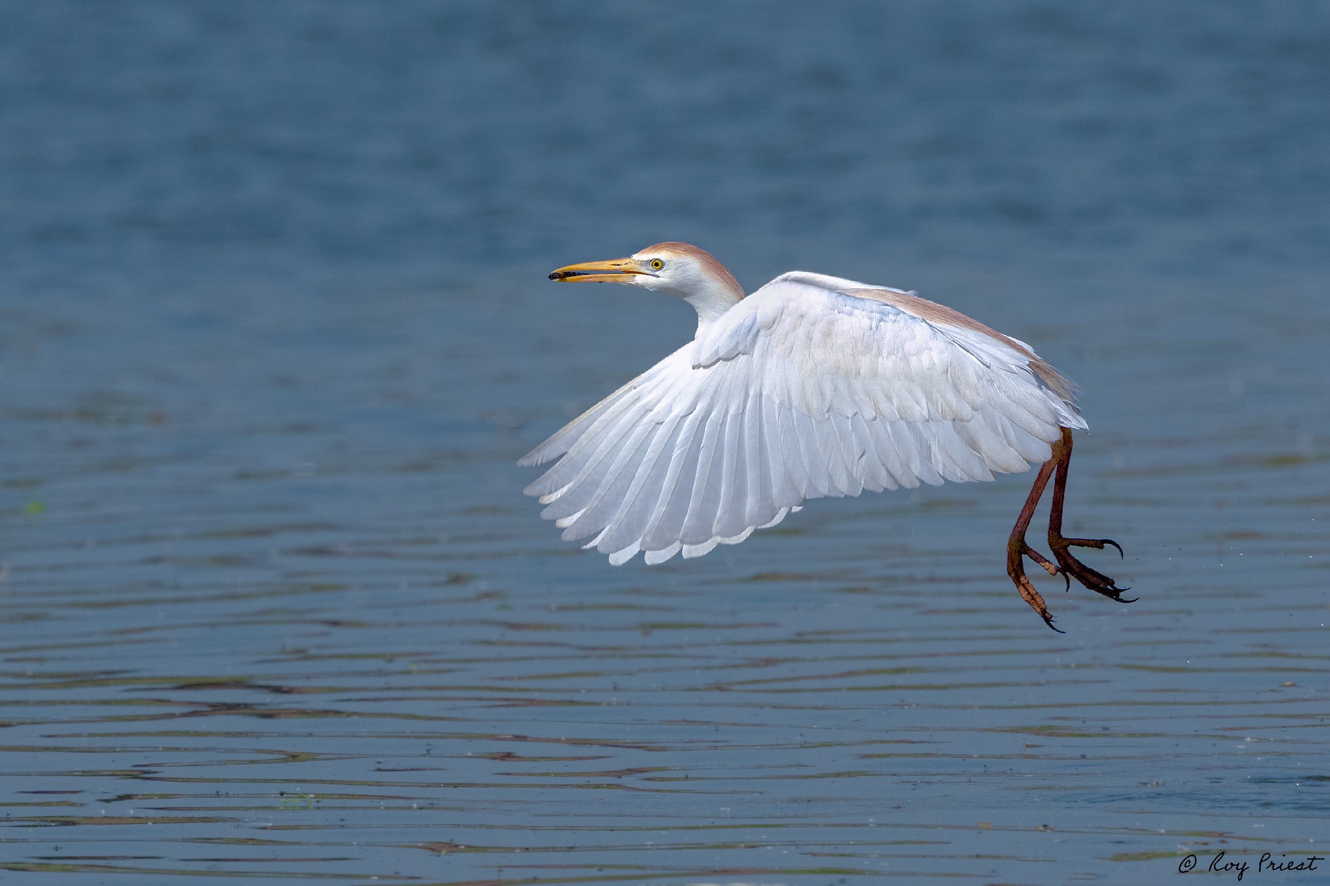 Cattle Egret-A1_ROY-1010-Edit.jpg