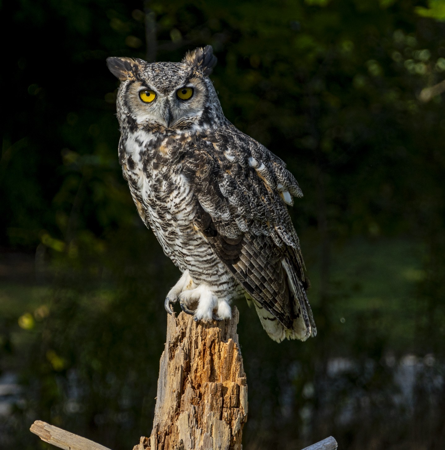 CCPD_03_great horned owl (1 of 1).jpg