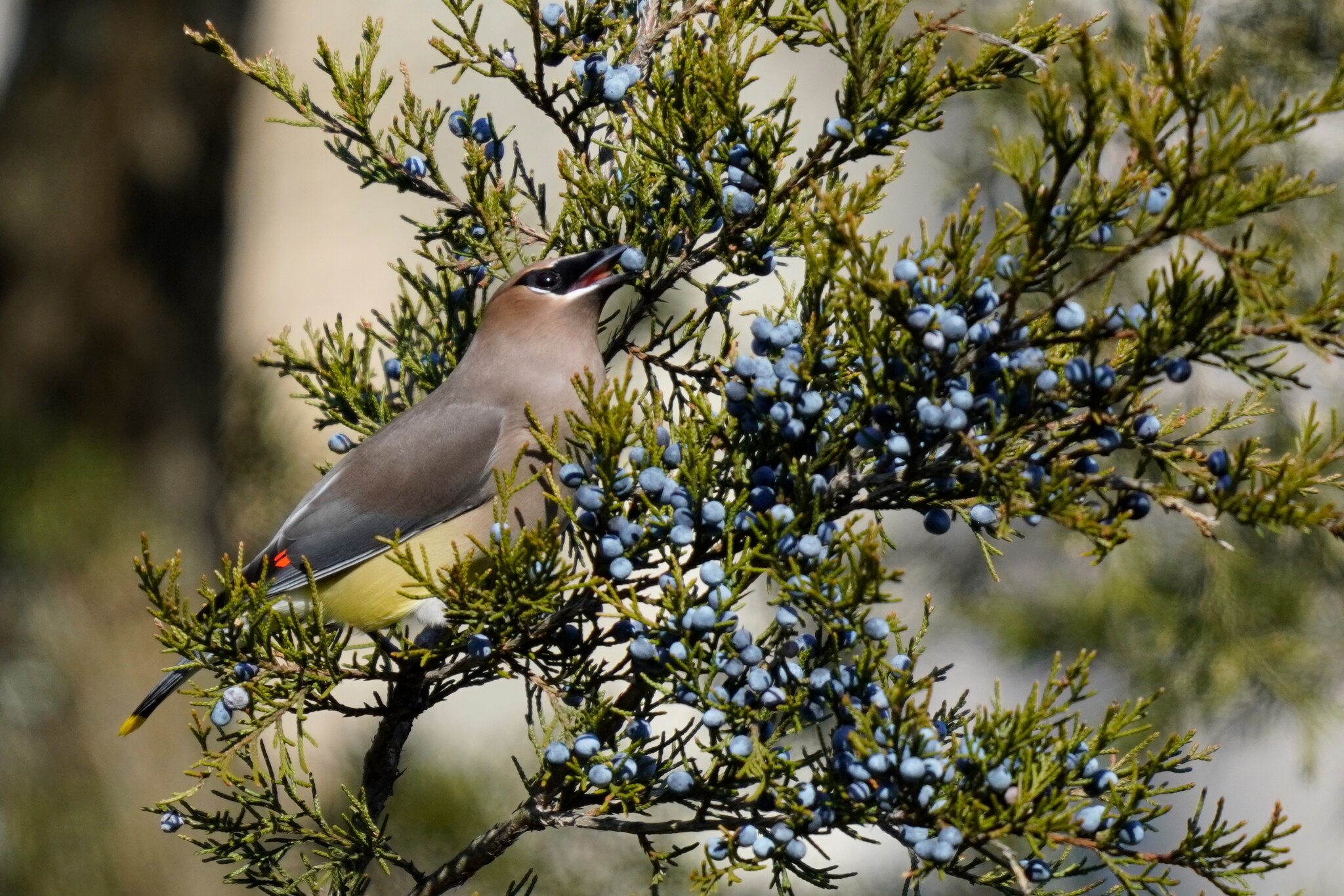 Cedar Waxwing