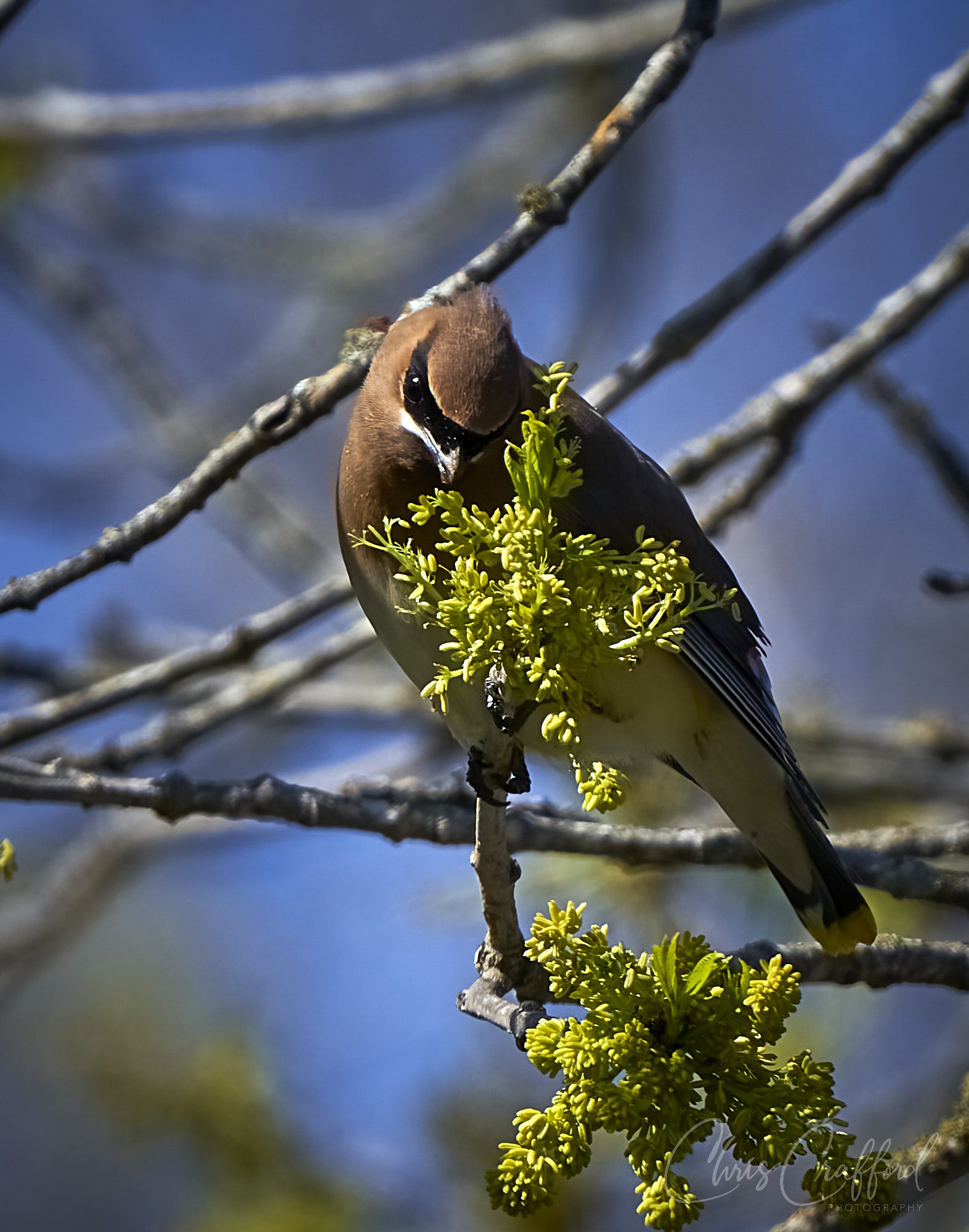 Ceder Waxwing feeding