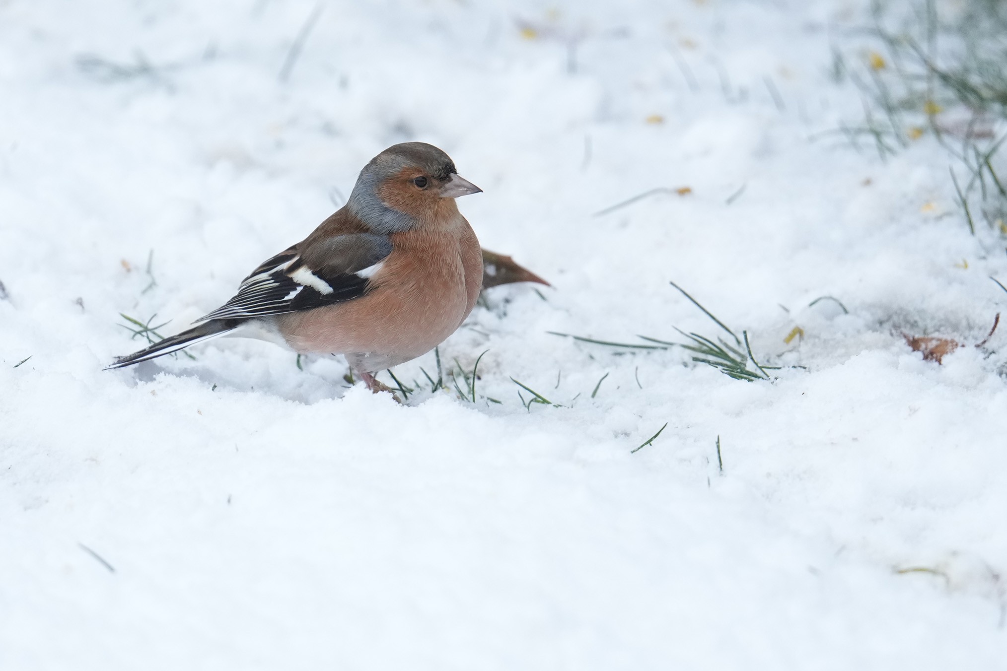 Chaffinch-DSC07942-2048px.jpg