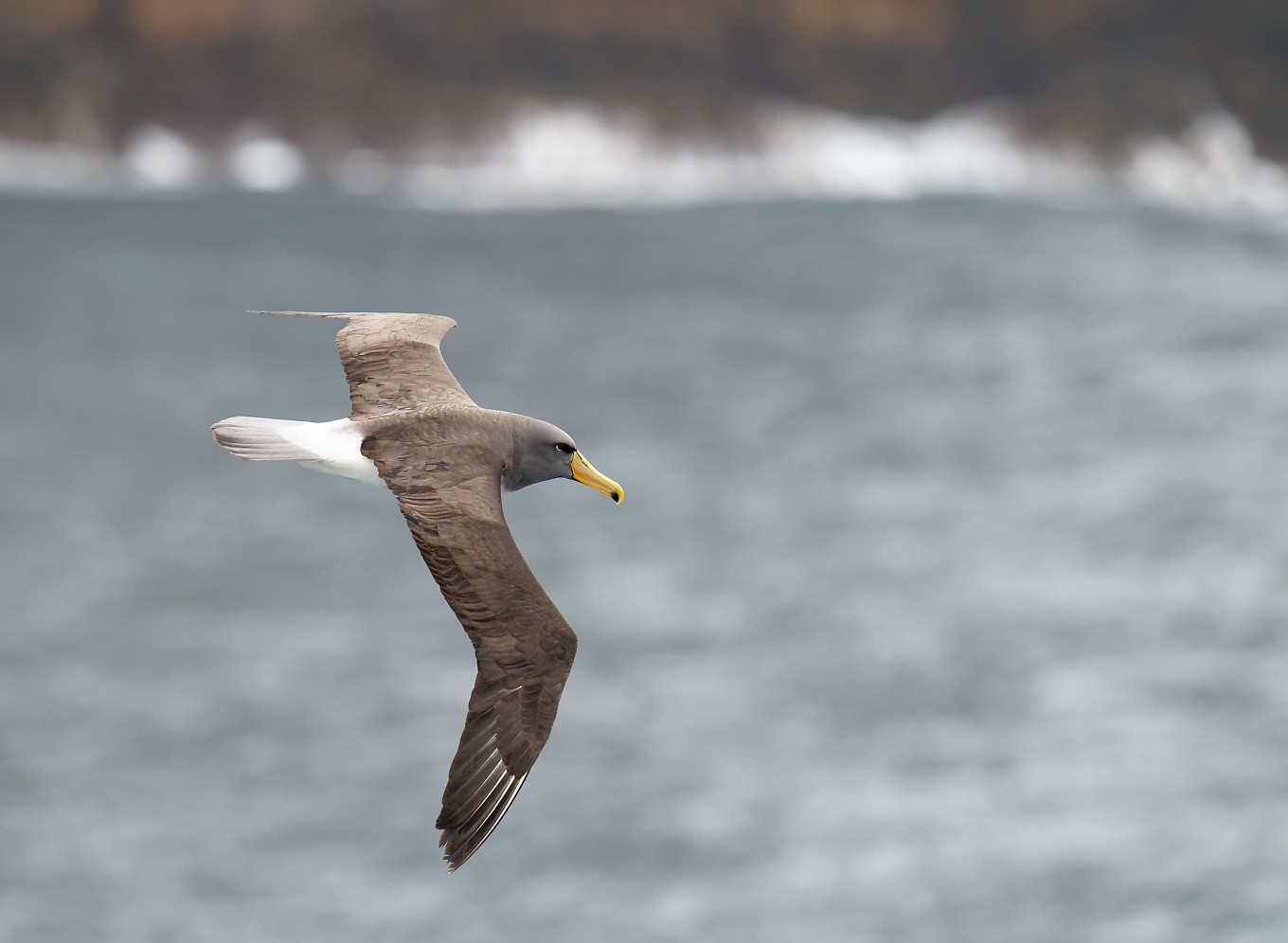 Chatham Island Albatross & habitat 12 1360.jpg