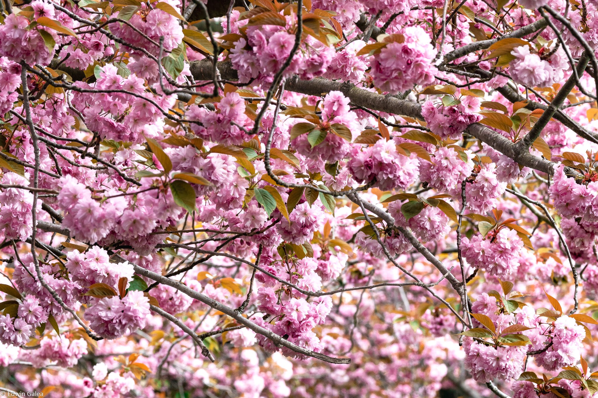 cherry blossom sea-1.jpg