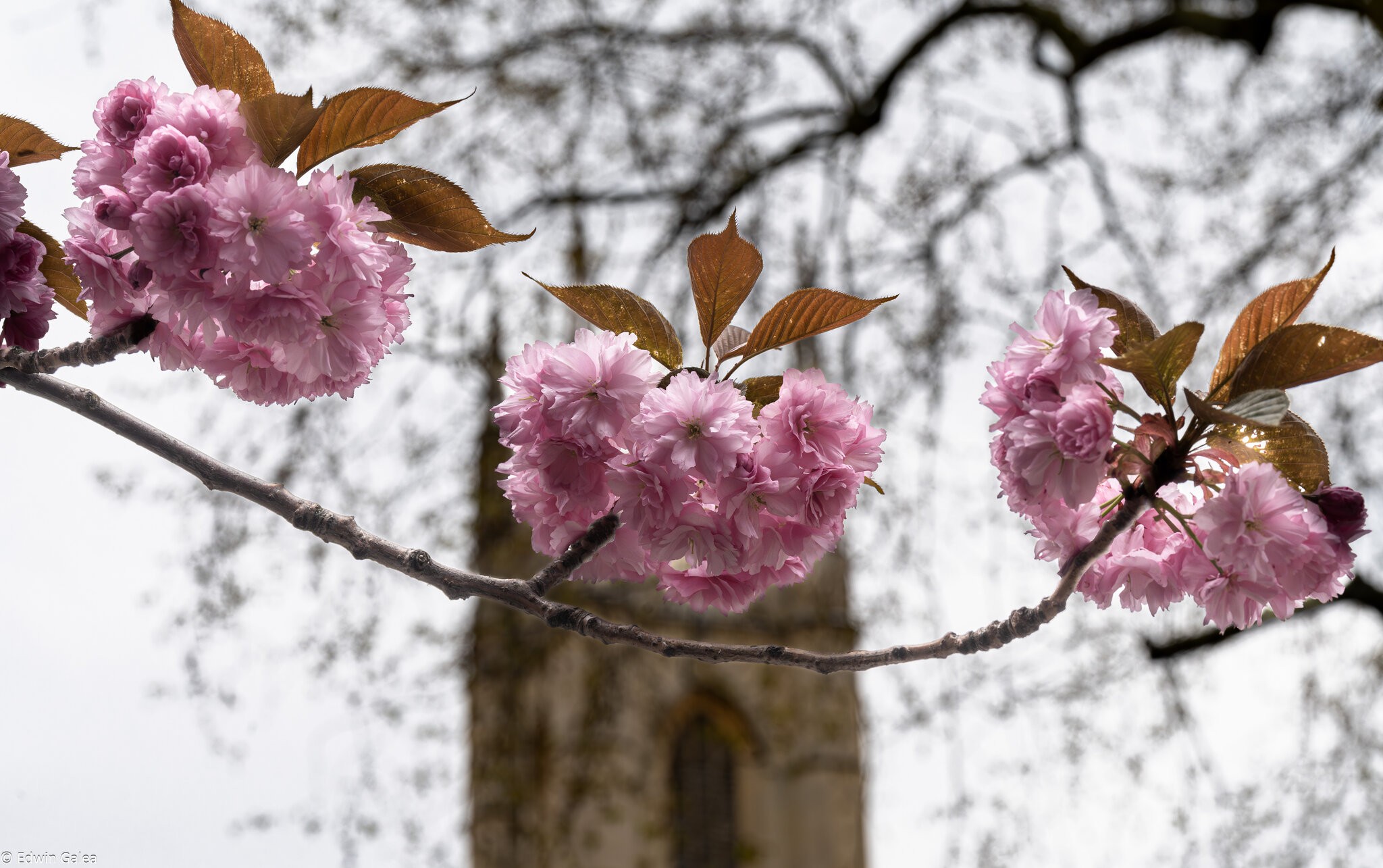 cherry_blossom_church-3.jpg