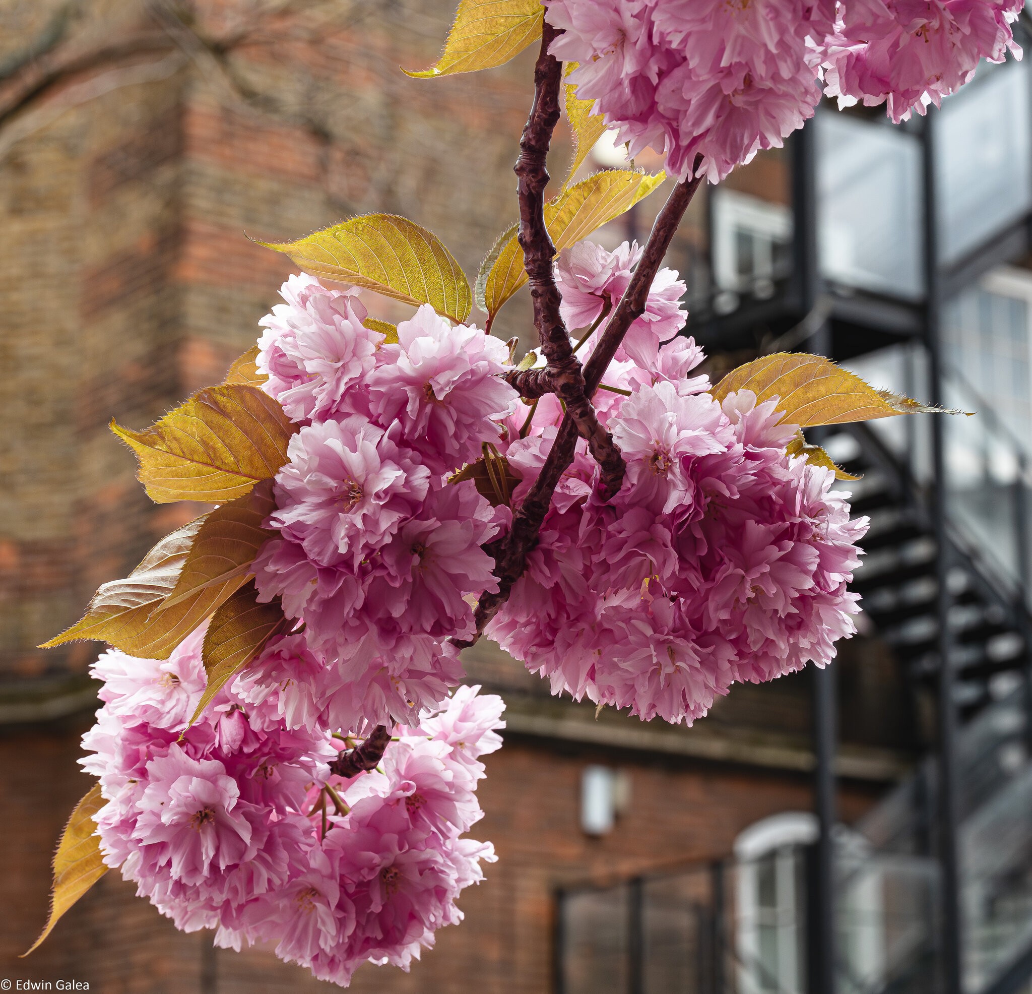 cherry_blossom_stair-2.jpg